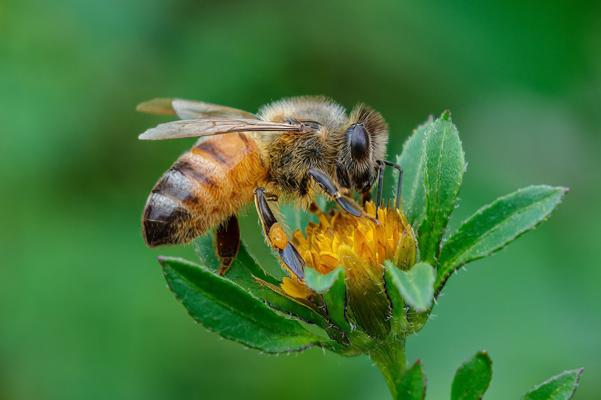 240909-570 Western Honey Bee (Apis mellifera)