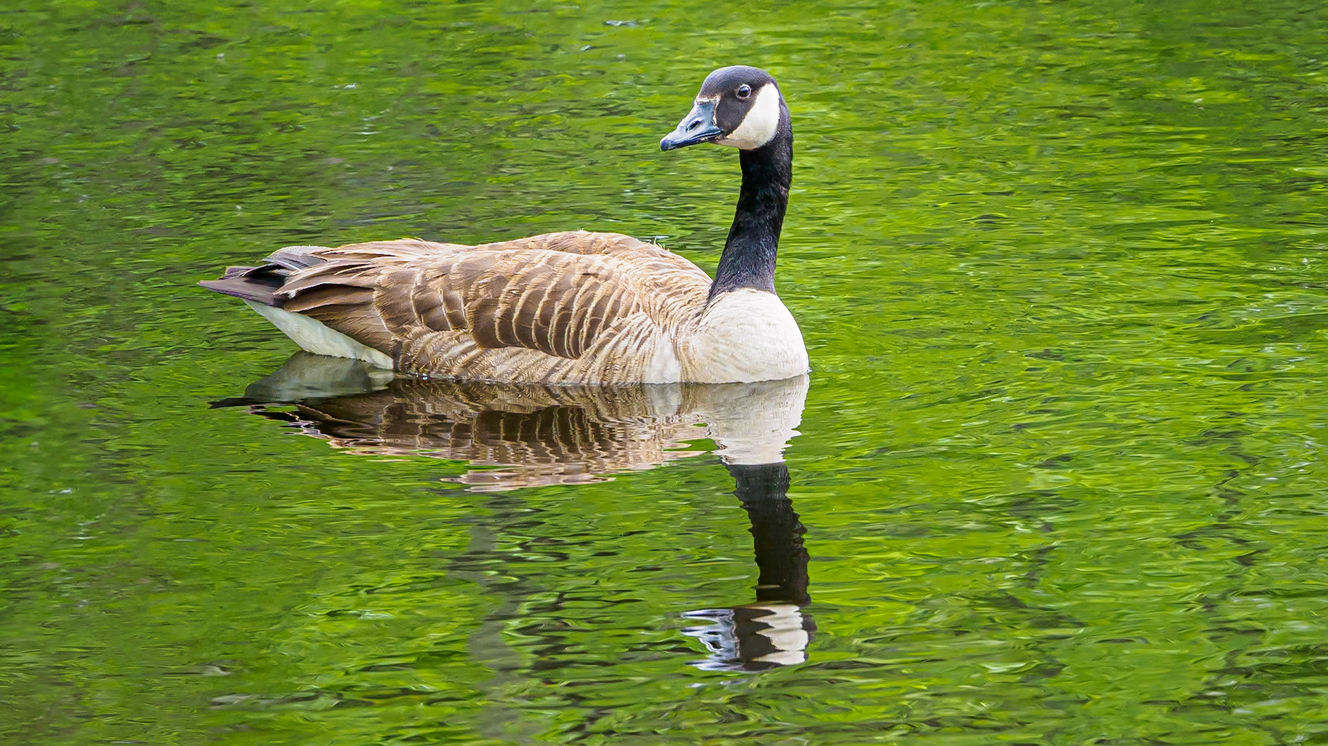 19601054 Floatin' and Reflectin'