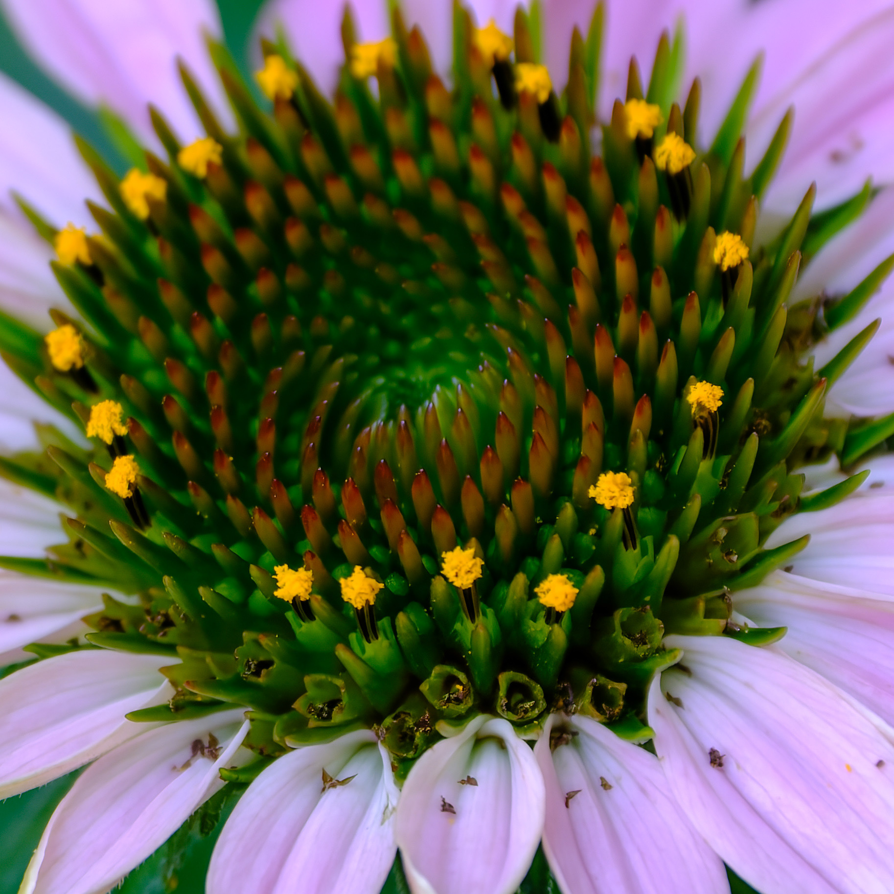 260712-791 Purple Coneflower (Echinacea purpurea)
