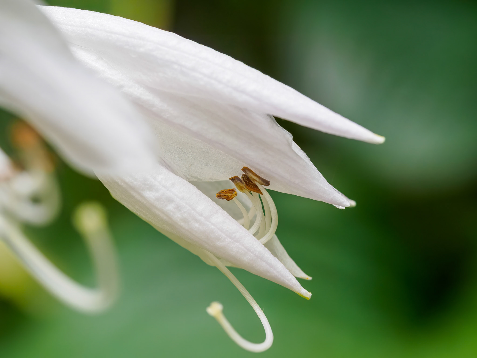 24726-023 Hosta