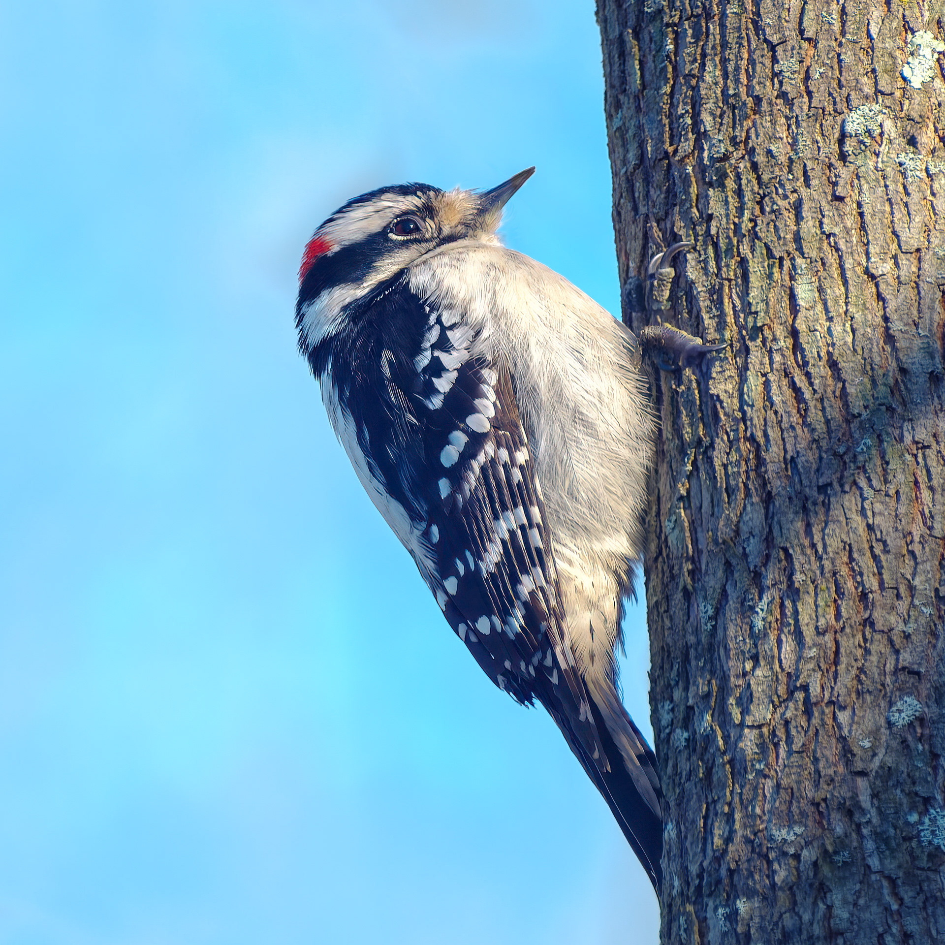 260122-530 Downy Woodpecker (Dryobates pubescens)