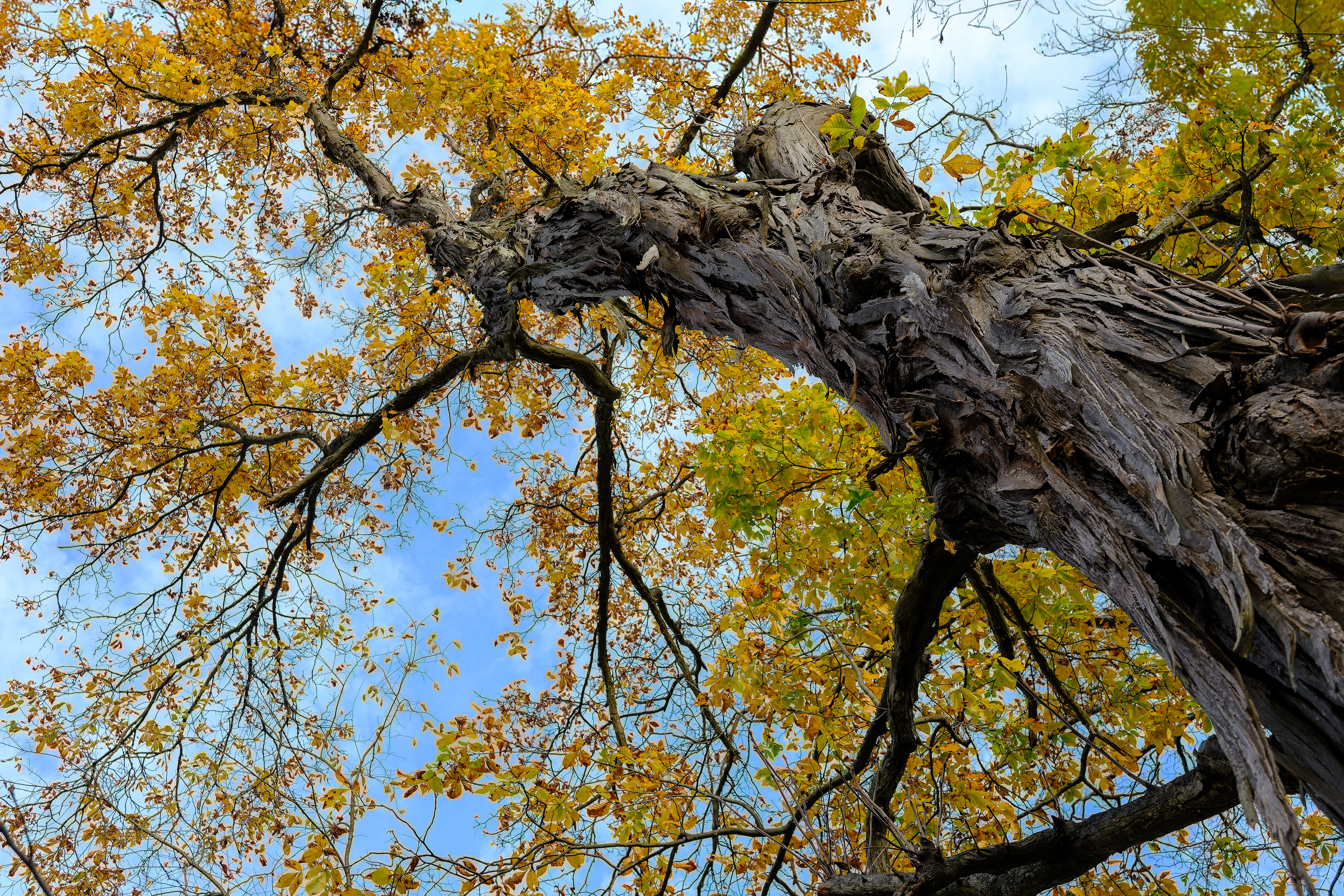 251018-130 Shagbark Hickory (Carya ovata)