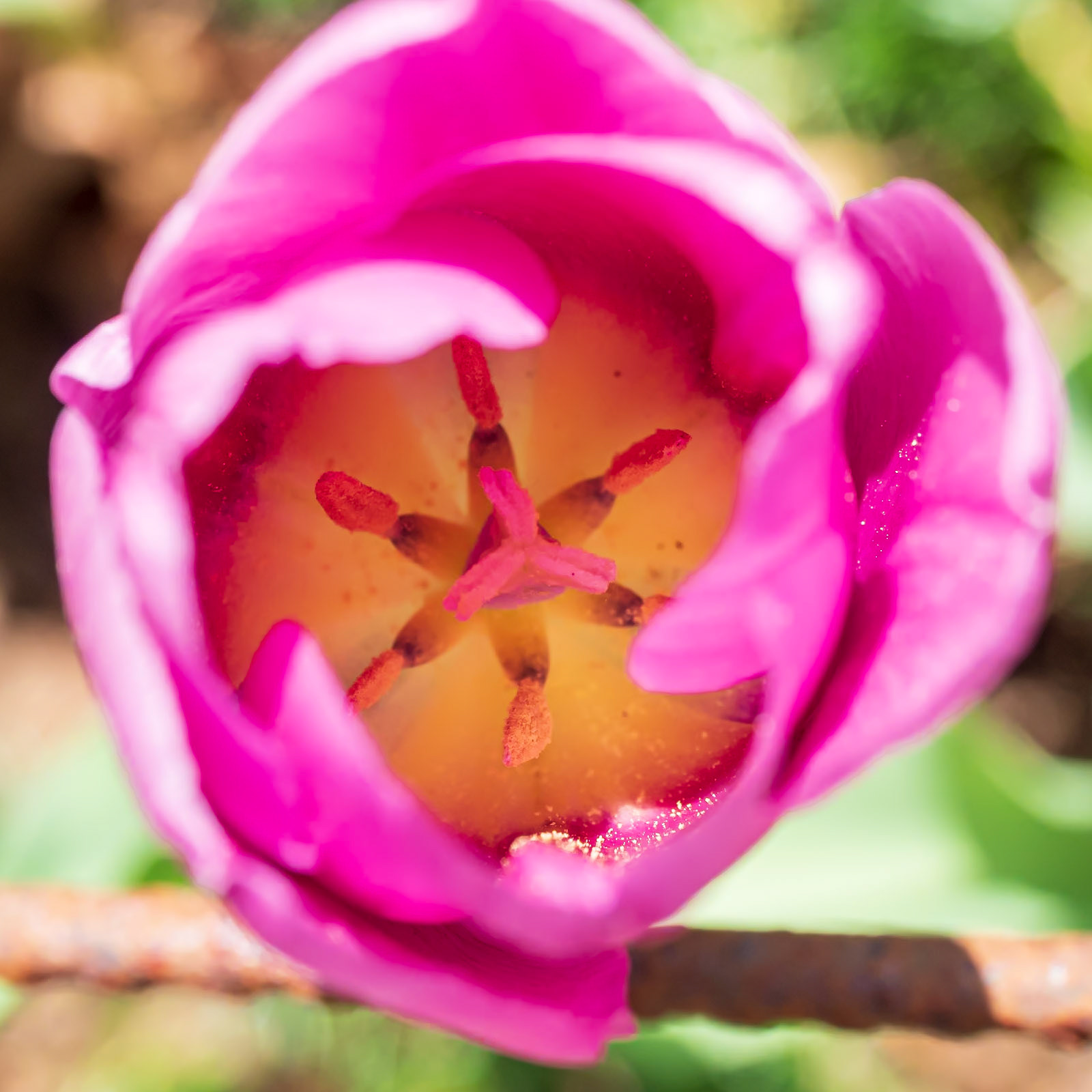 21502006 A Star is Born