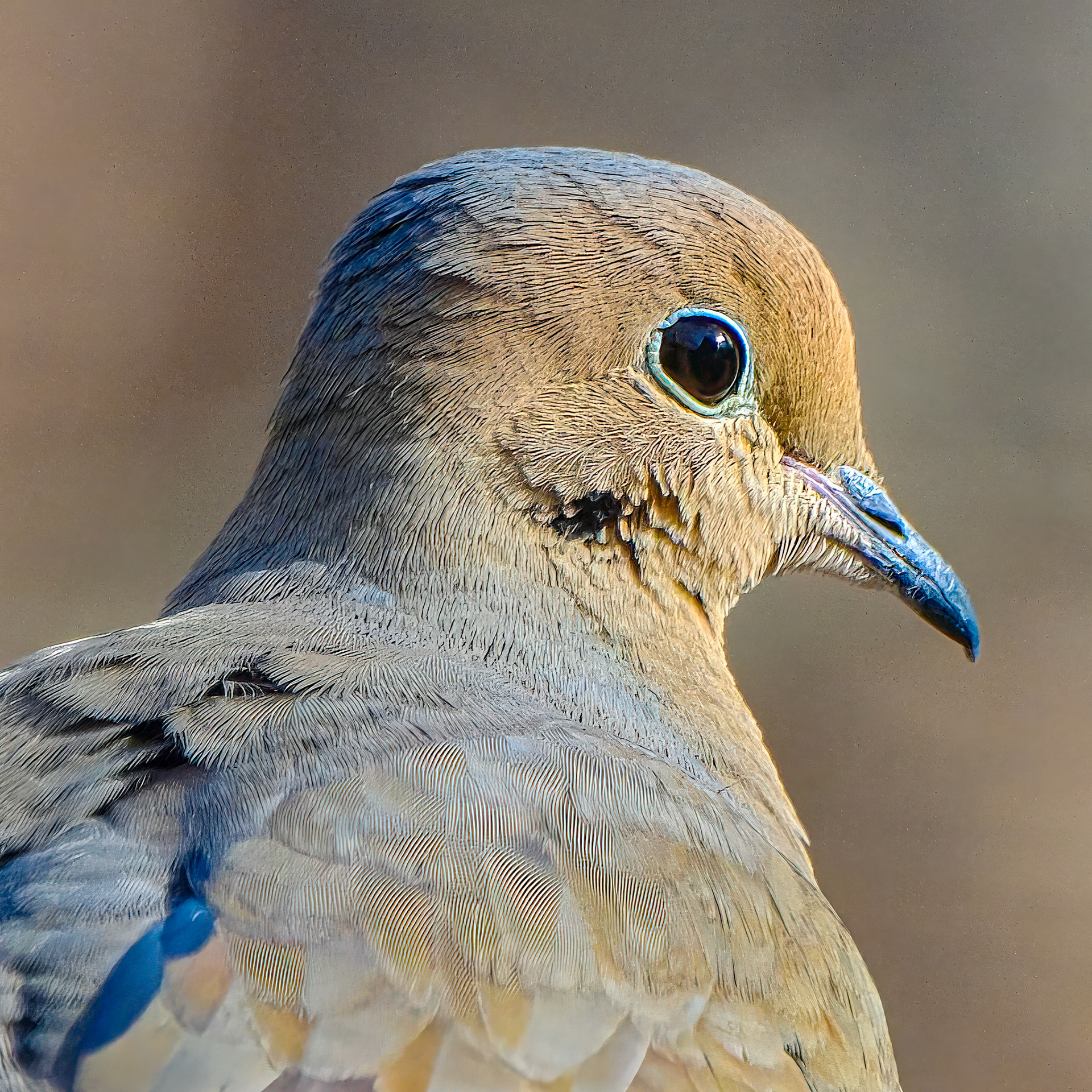 250312-891 Mourning dove