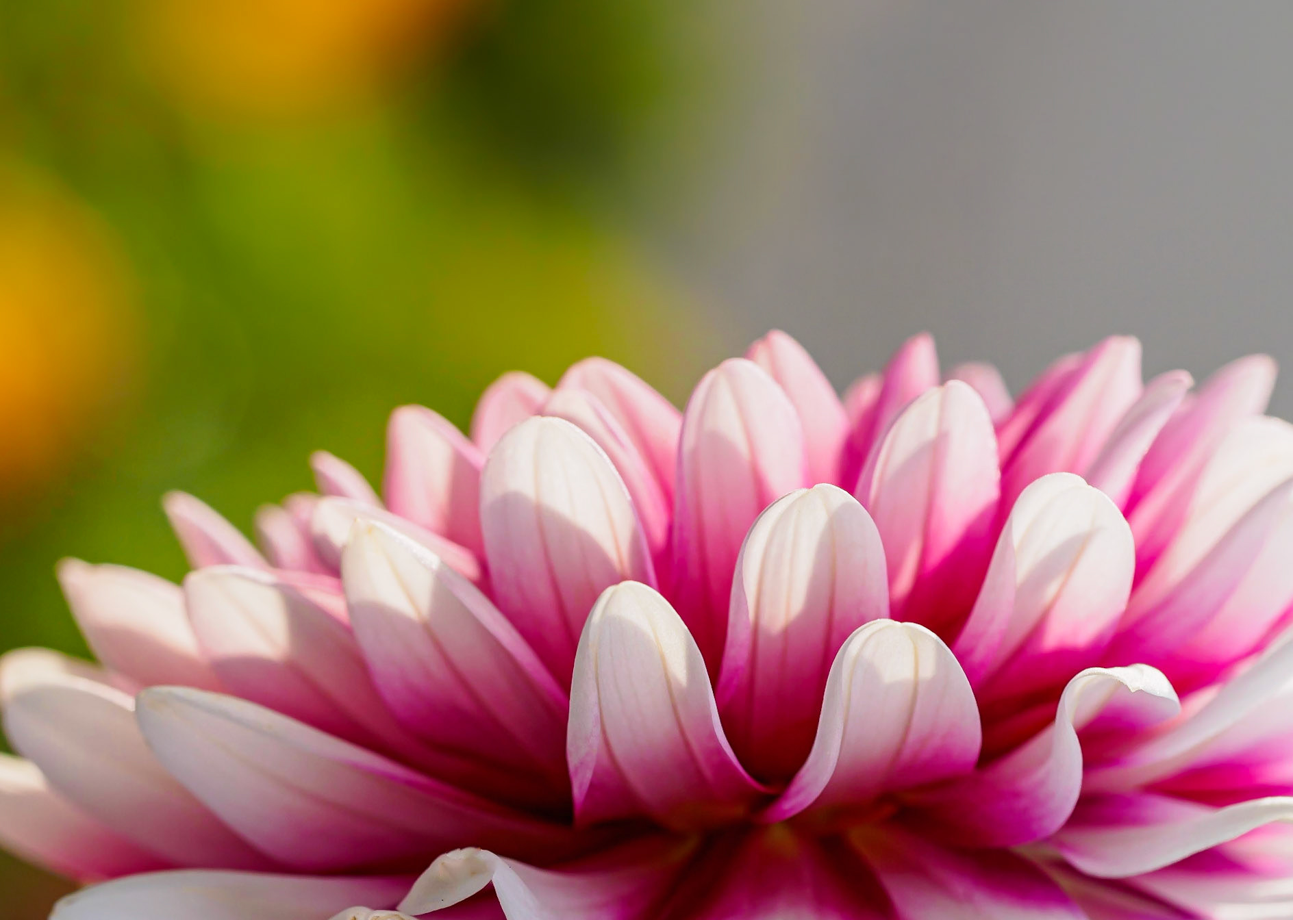 21820182 Basking Petals