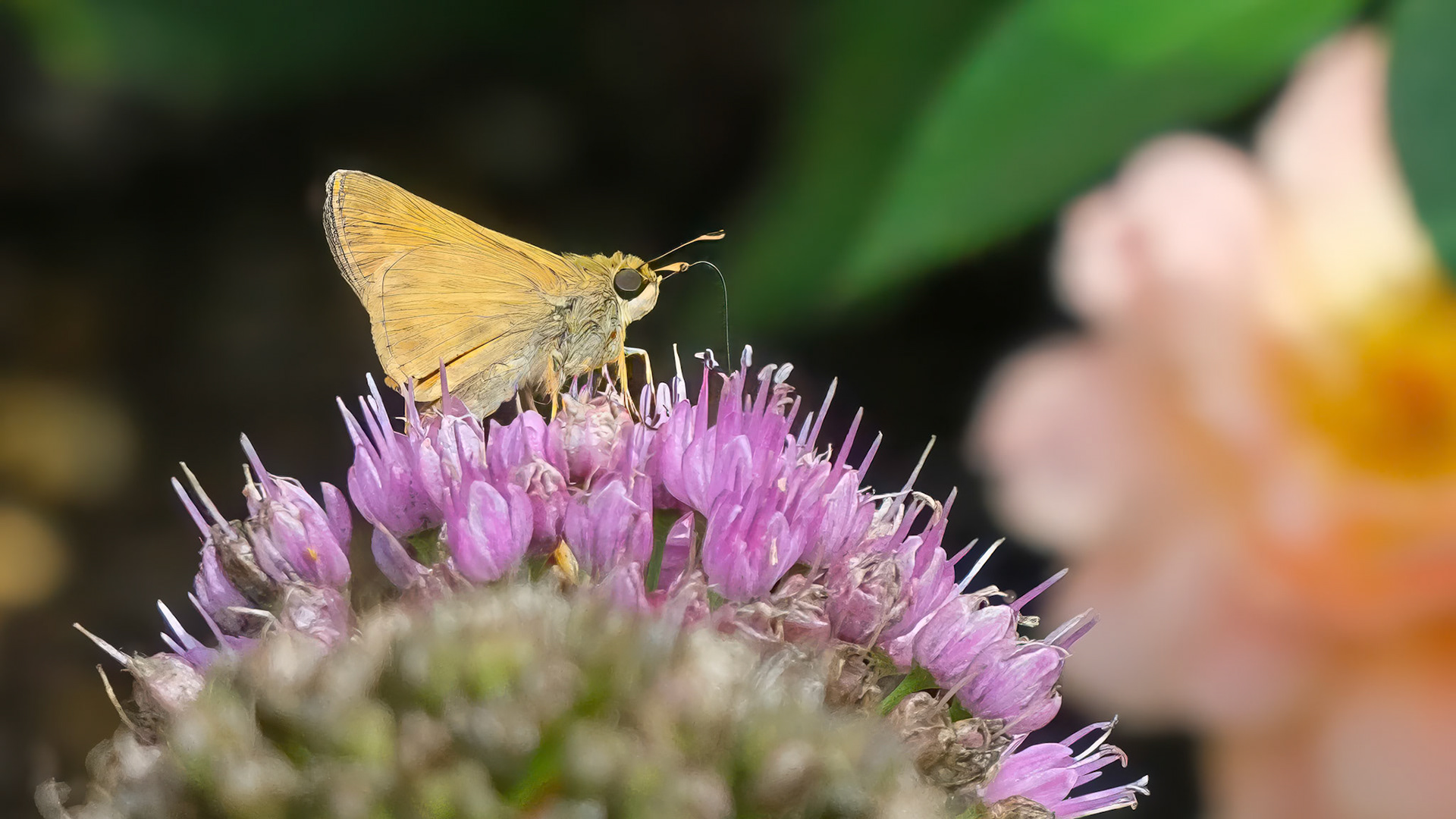 240906-514 Huron Sachem (Atalopedes huron)