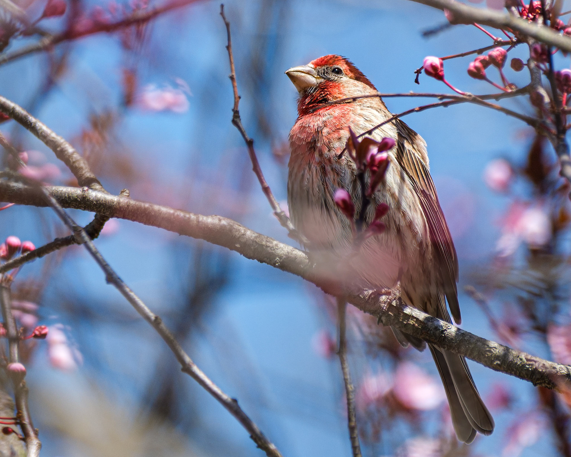 250423-615 House Finch