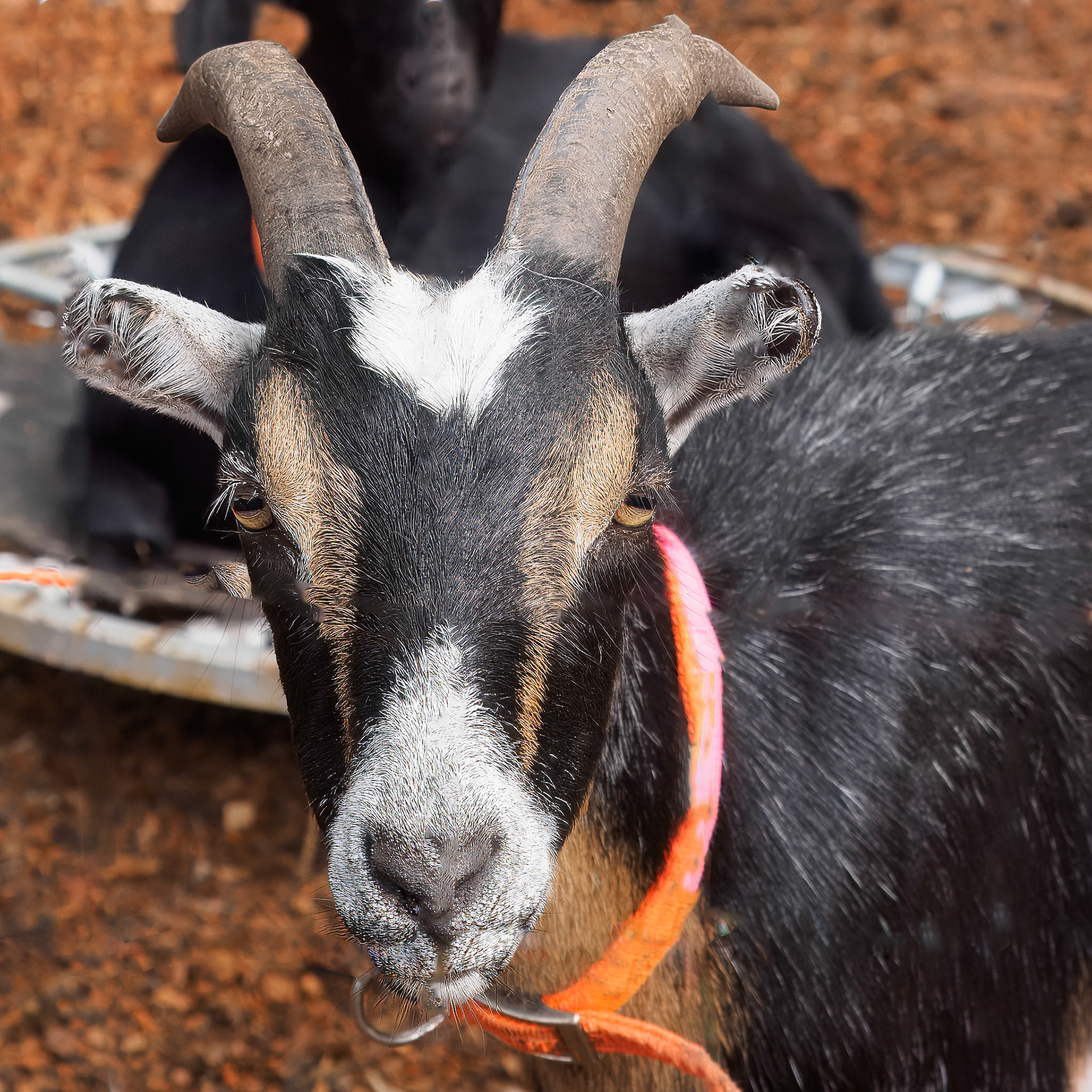24811-056 Goat