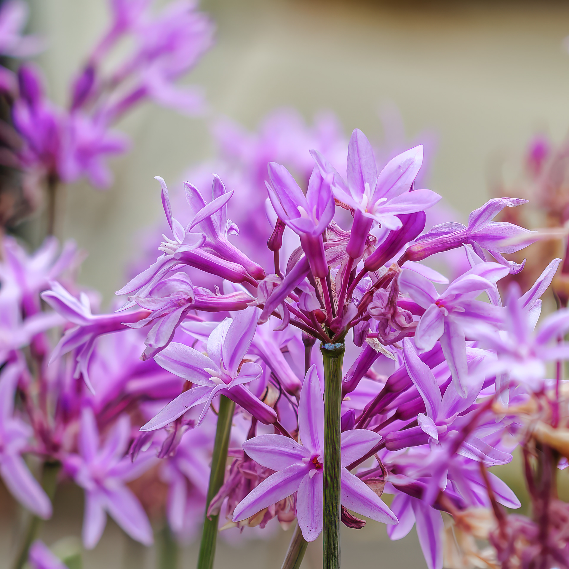 250715-176 Society Garlic (Tulbaghia violacea)