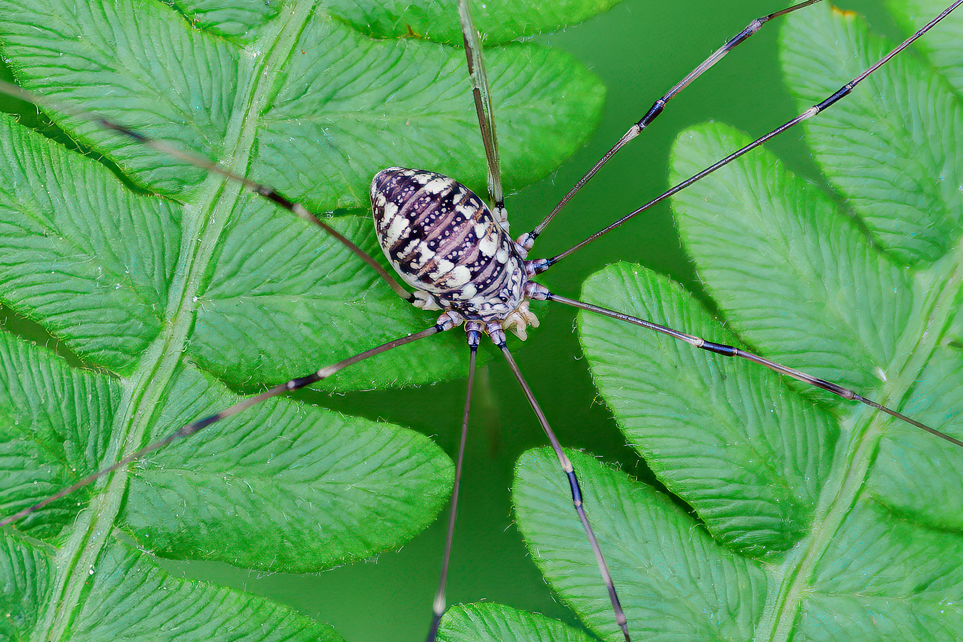 250626-784 Eastern Harvestman (Leiobunum vittatum)