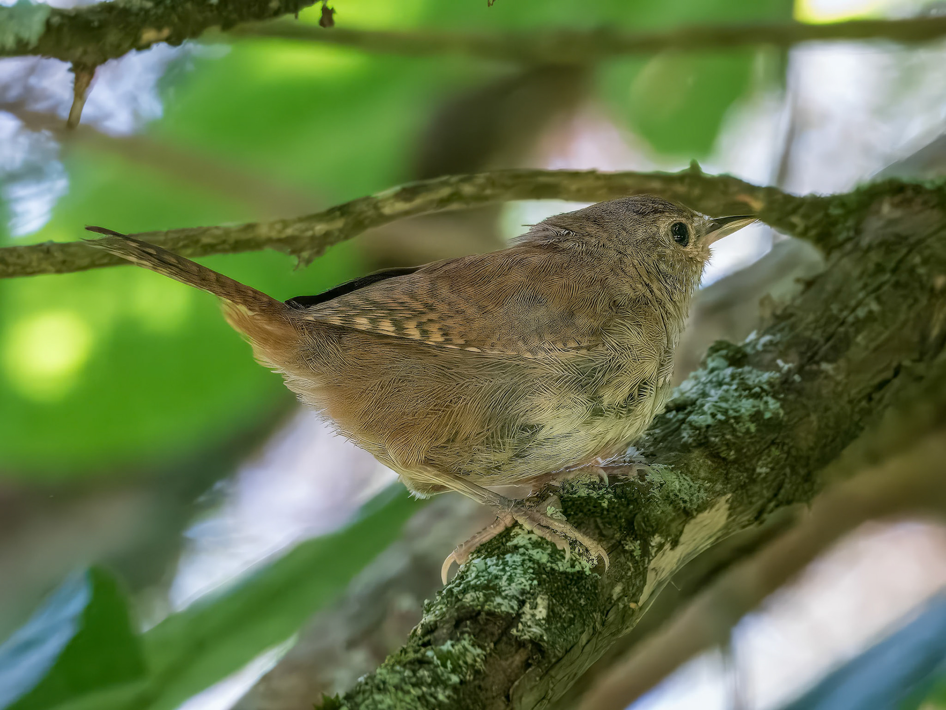 24811-363 House Wren