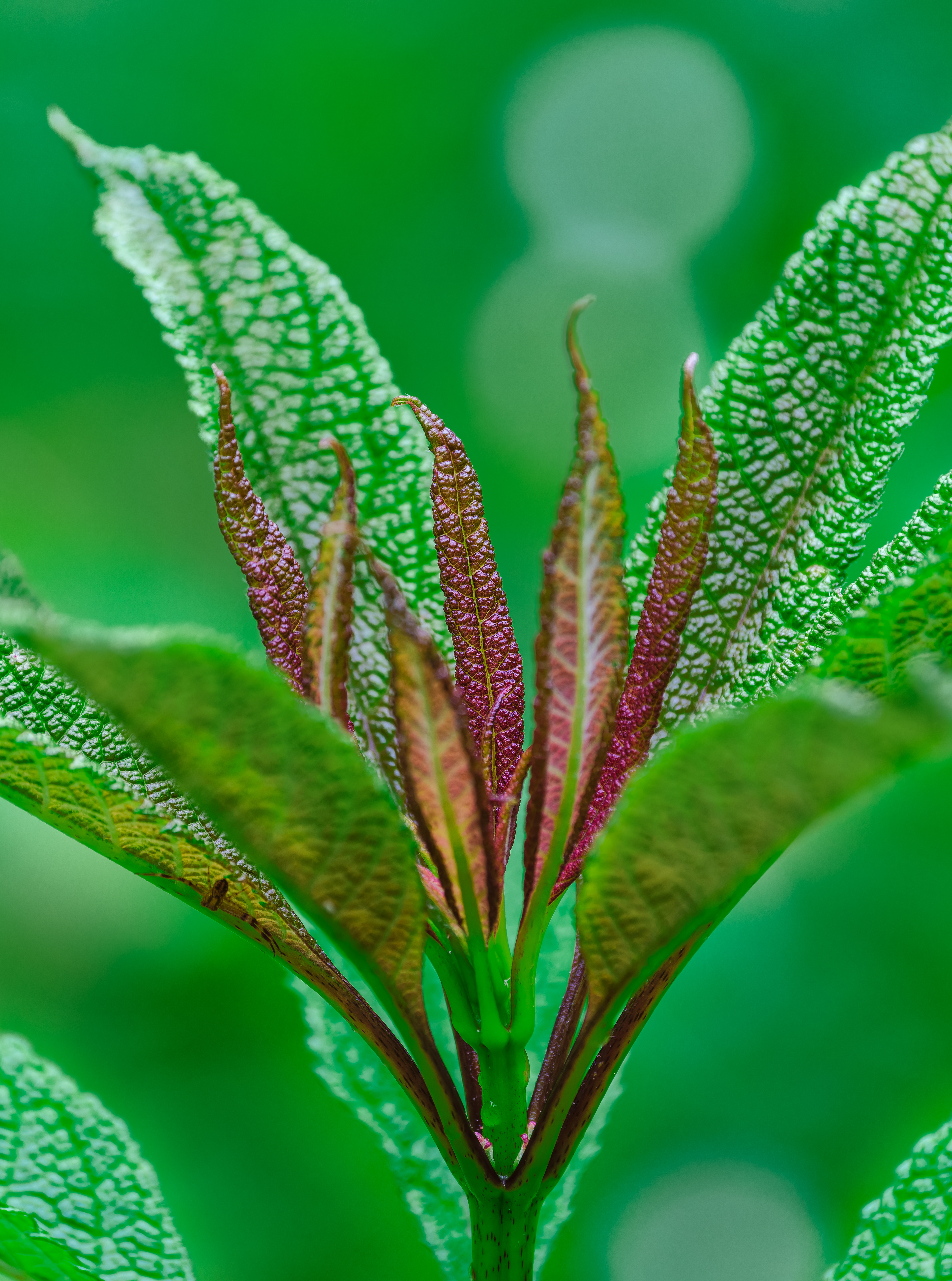 250610-676 Hollow Joe-Pye Weed (Eutrochium fistulosum)