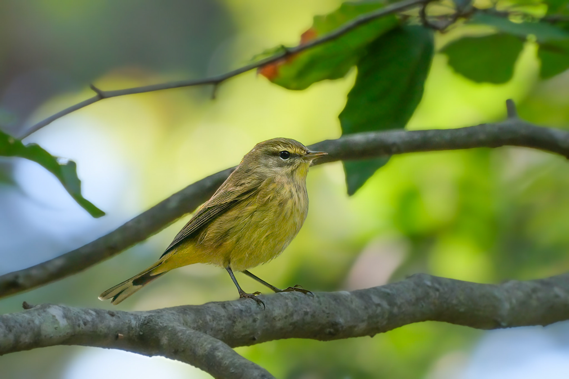 240924-965 Palm Warbler (Setophaga palmarum)