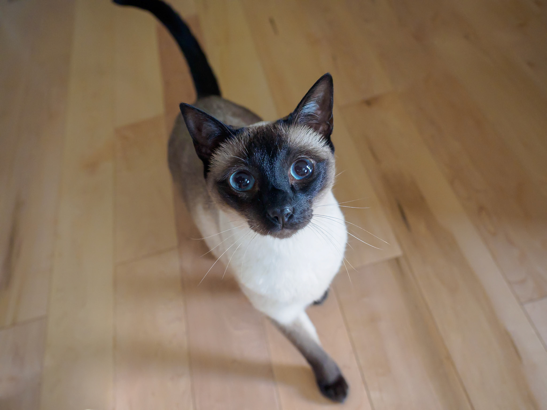 21729022 Cat Eyes