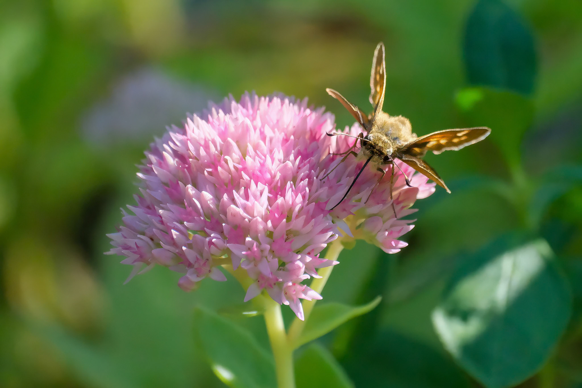 240911-672 Huron Sachem (Atalopedes huron)