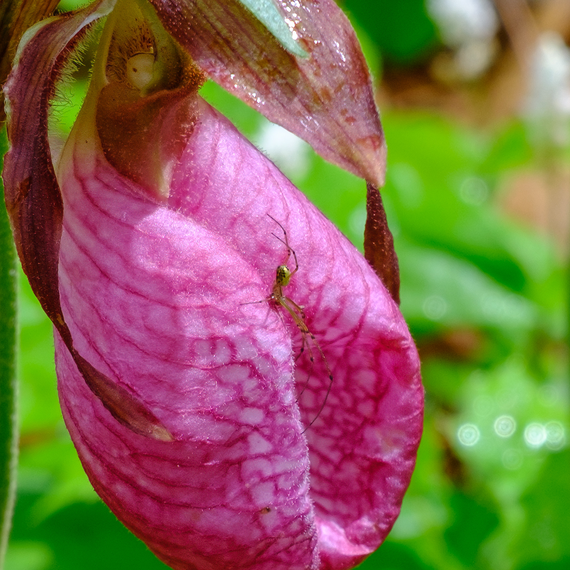 250524-519 Pink Lady's Slipper (Cypripedium acaule) with Visiting Insect