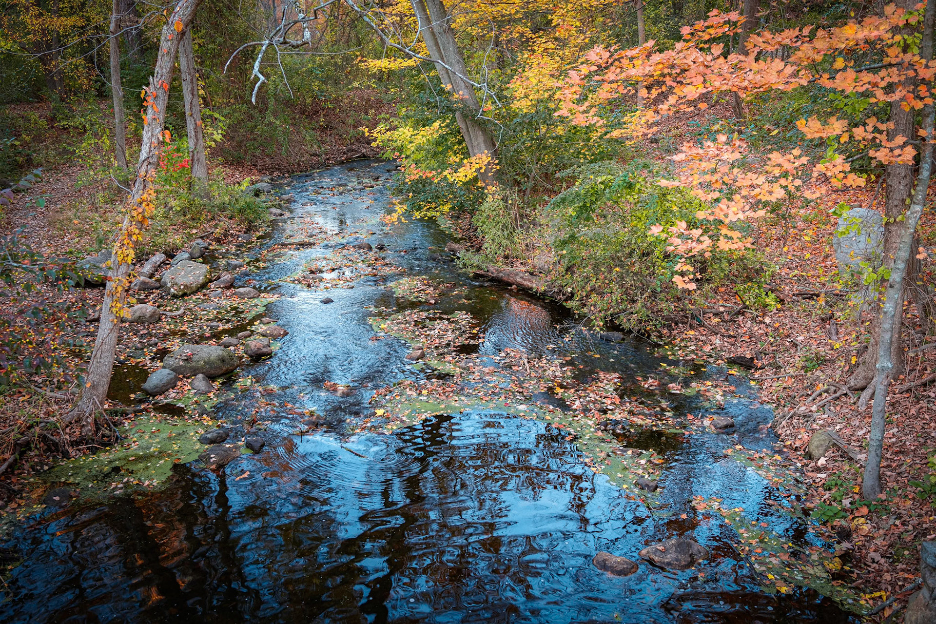 241022-293 Rosemary Brook