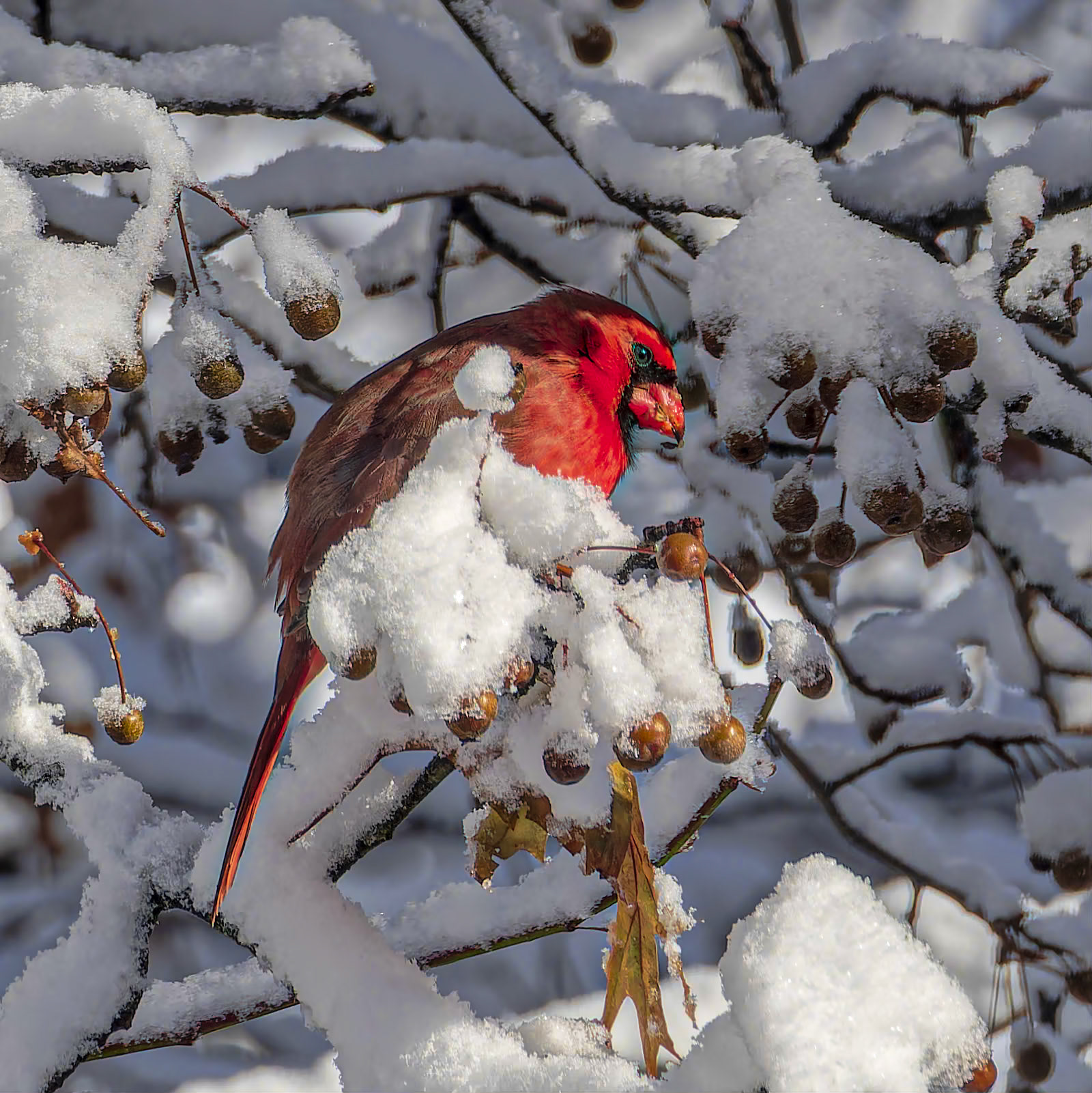 19C11013 Snackin' in the Snow