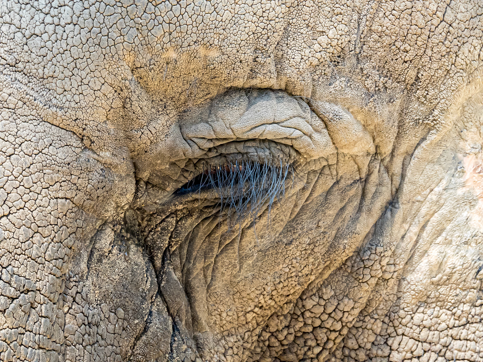 16820133 Elephant's Eye