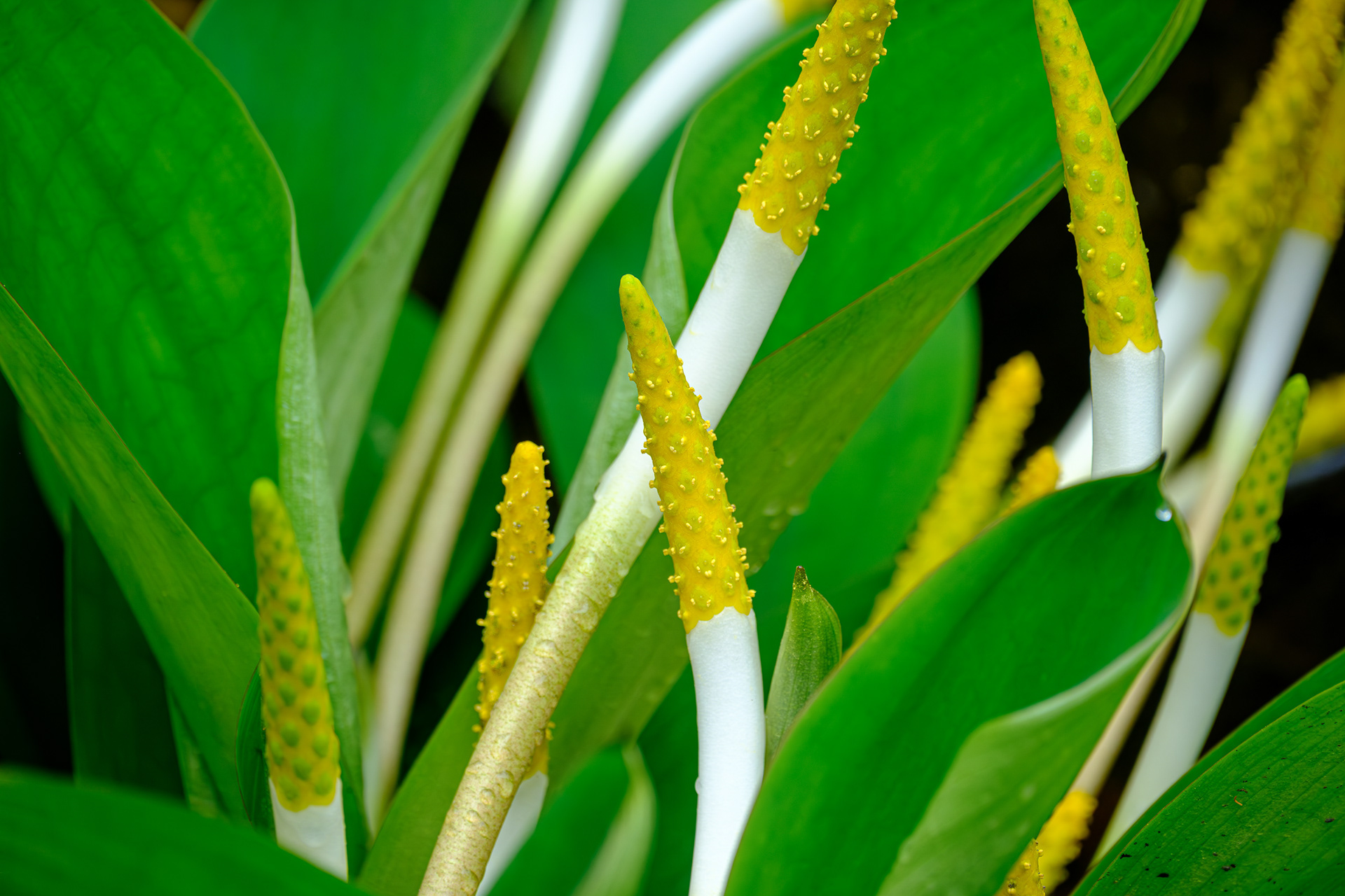 250504-133 Golden Club (Orontium Aquaticum)