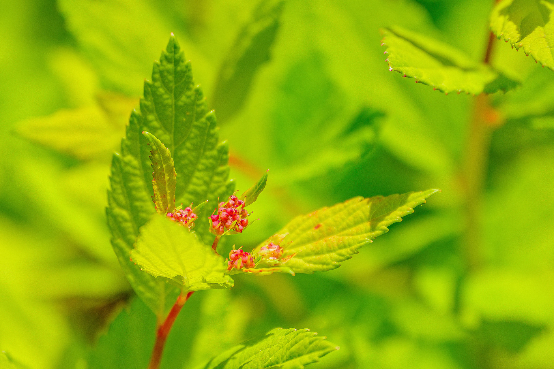 250513-283 Japanese Spirea (Spiraea japonica)