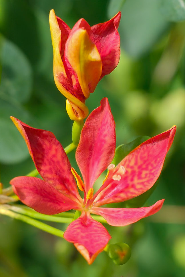 240906-510 Blackberry Lily (Iris domestica)