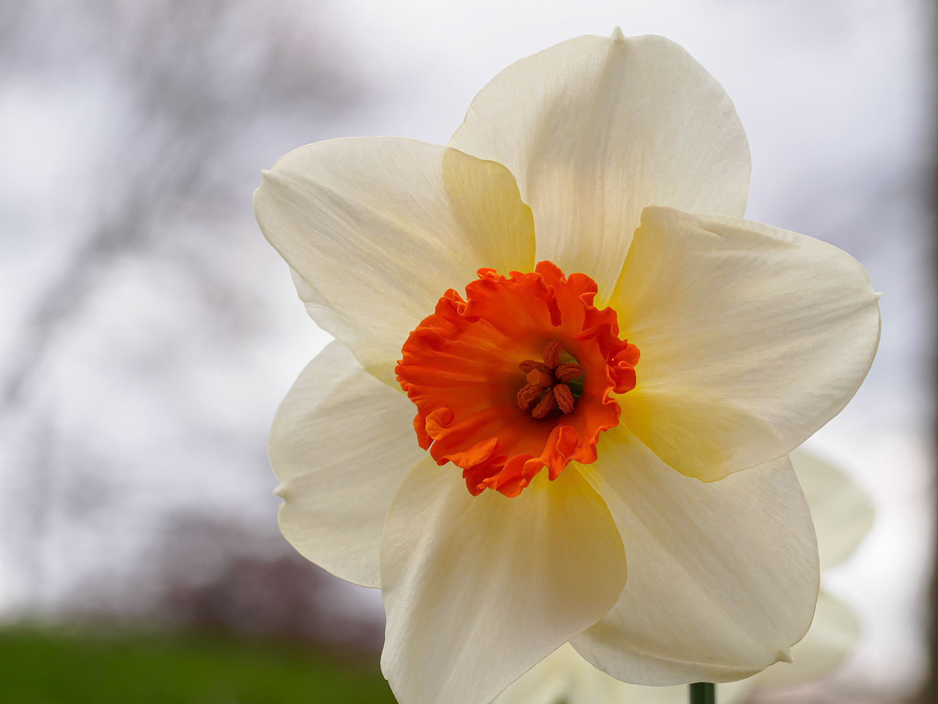 24420-082 Daffodil