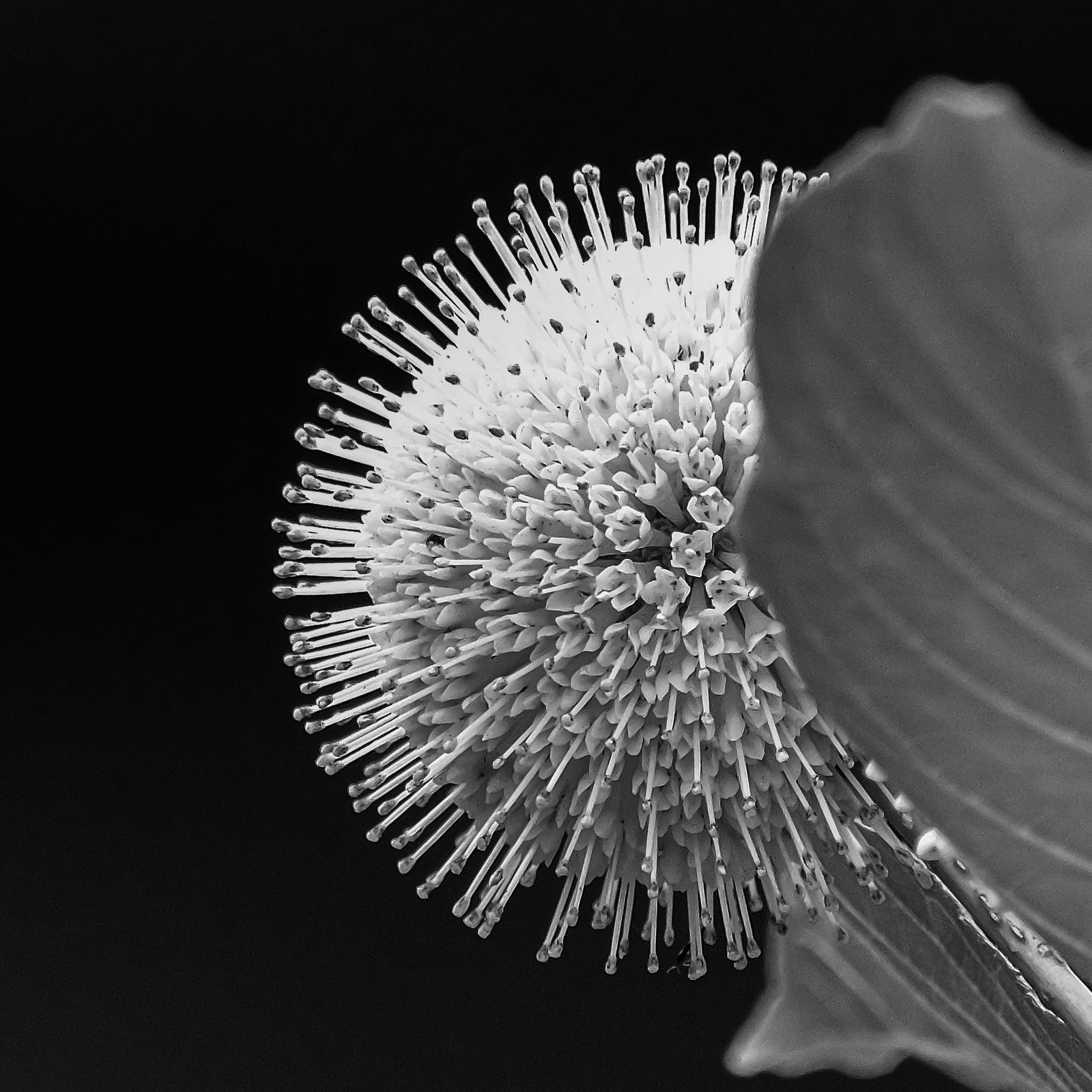 250720-229 Buttonbush (Cephalanthus occidentalis)