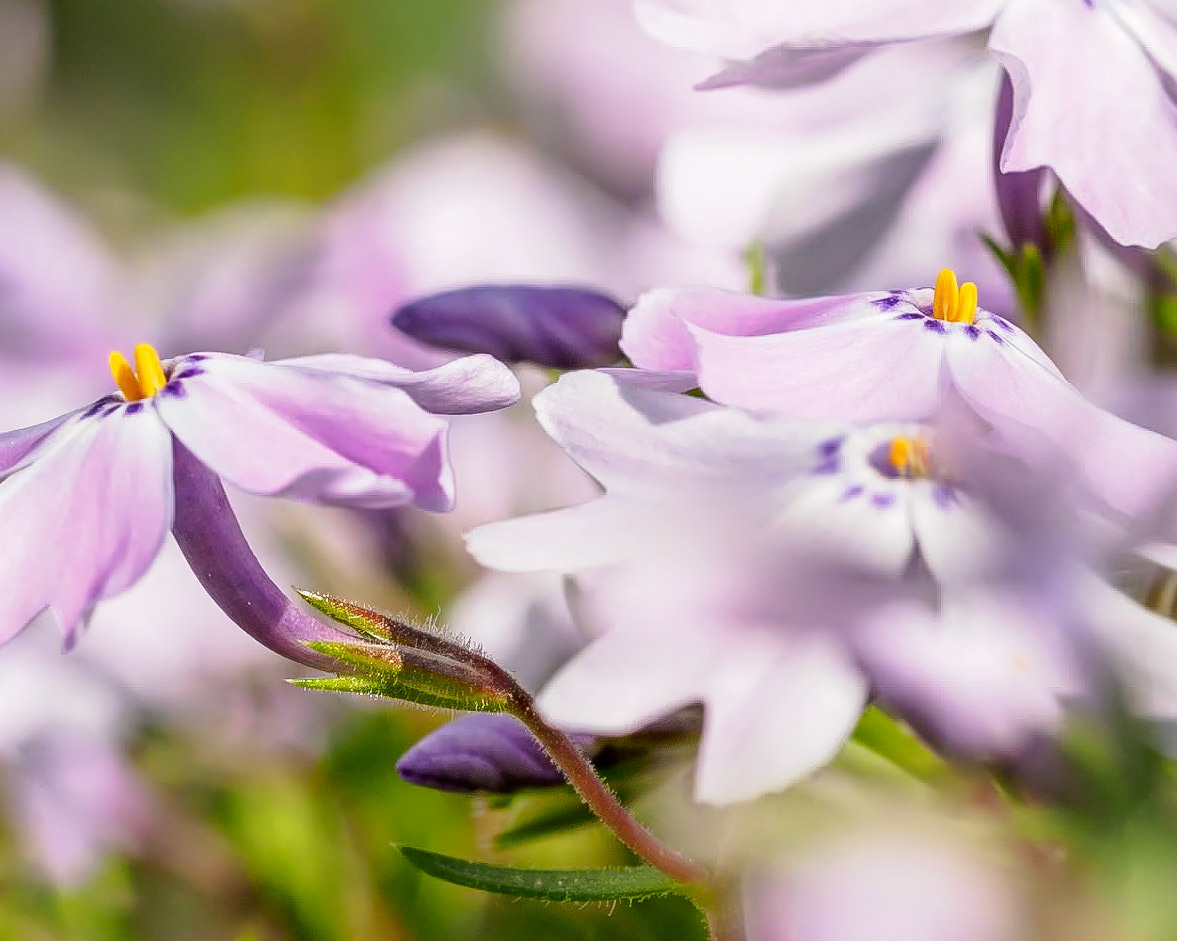 17504031 Predator Among the Phlox