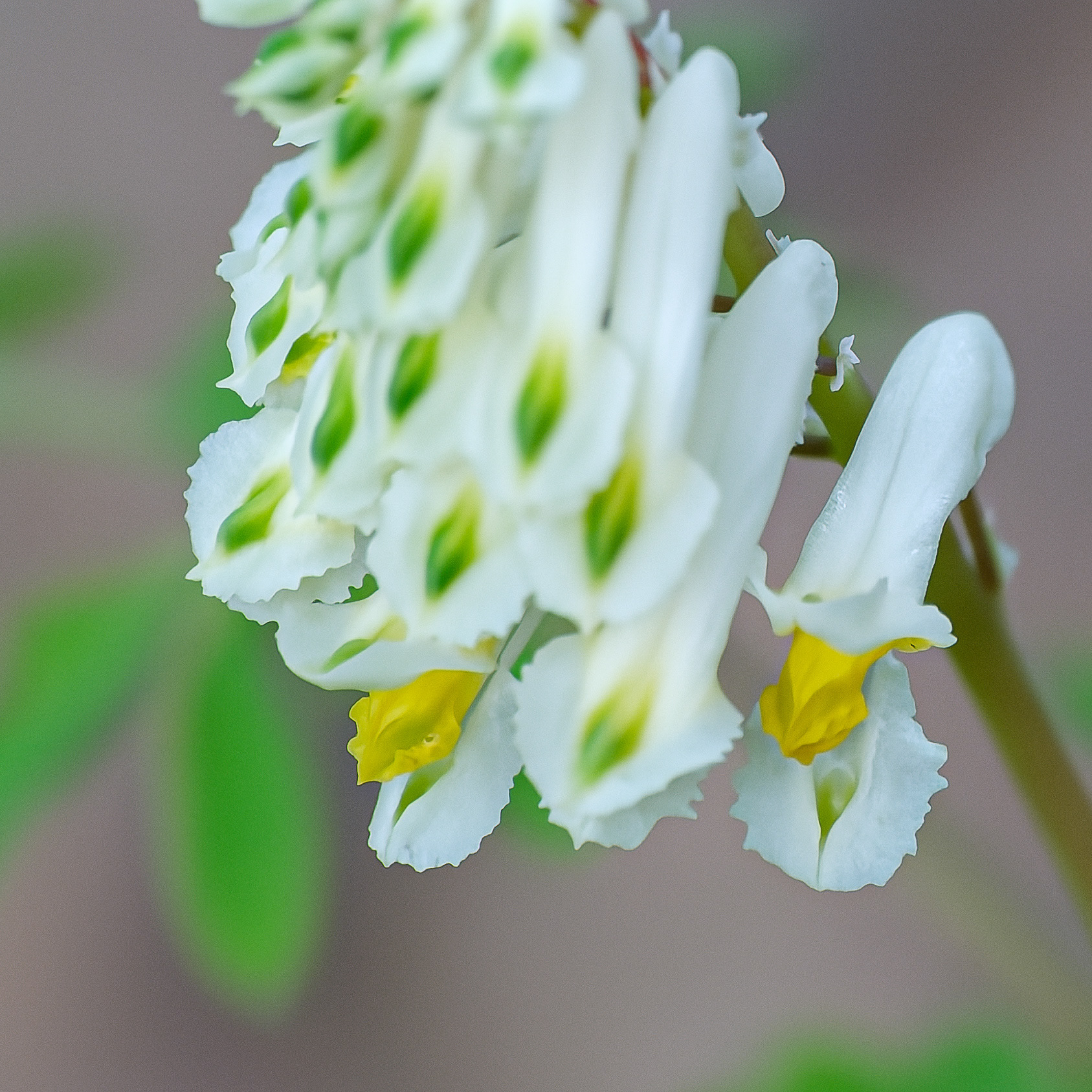 260504-313 Pale Corydalis (Pseudofumaria alba)