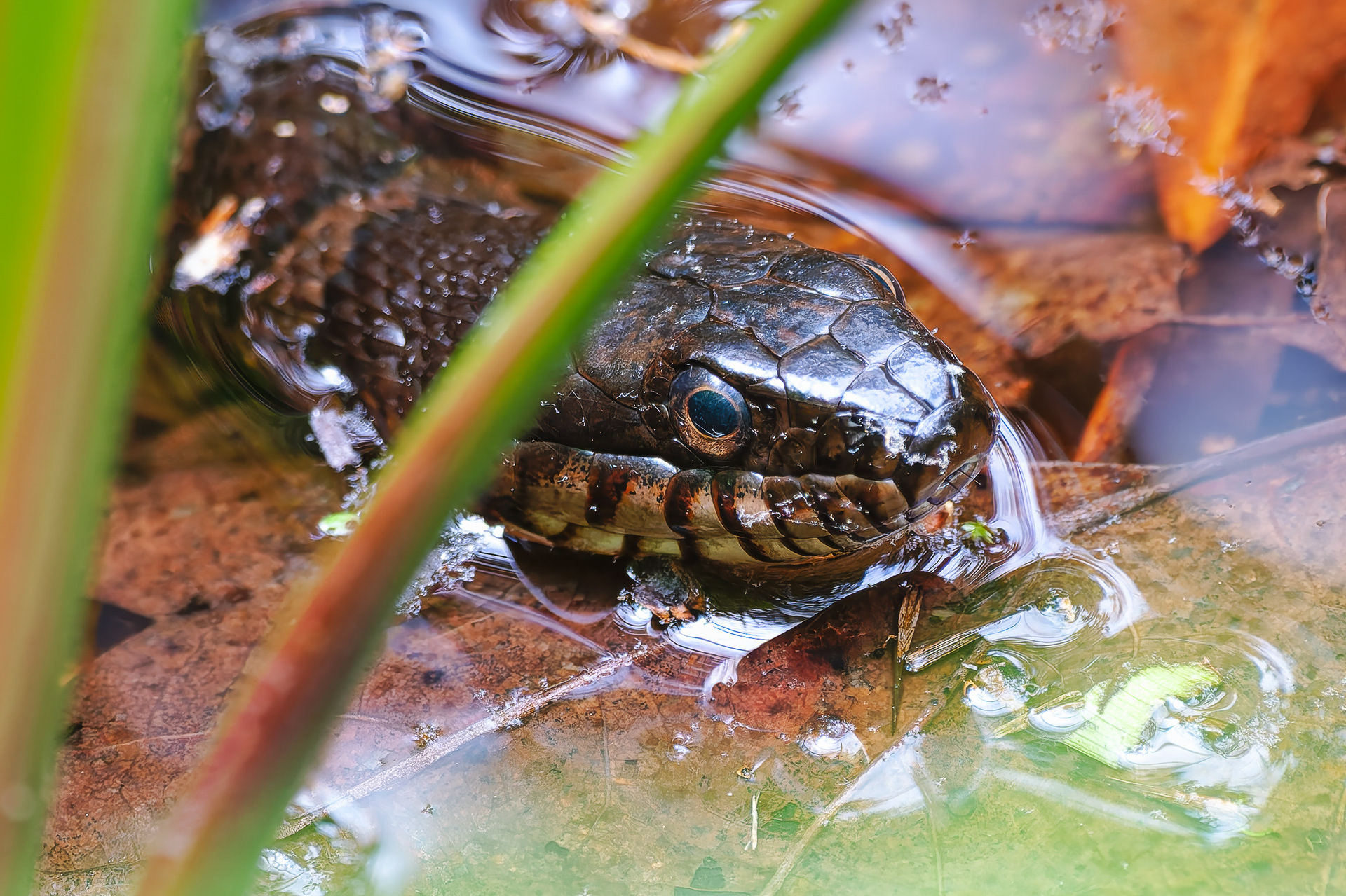 250518-464 Common Watersnake (Nerodia sipedon)
