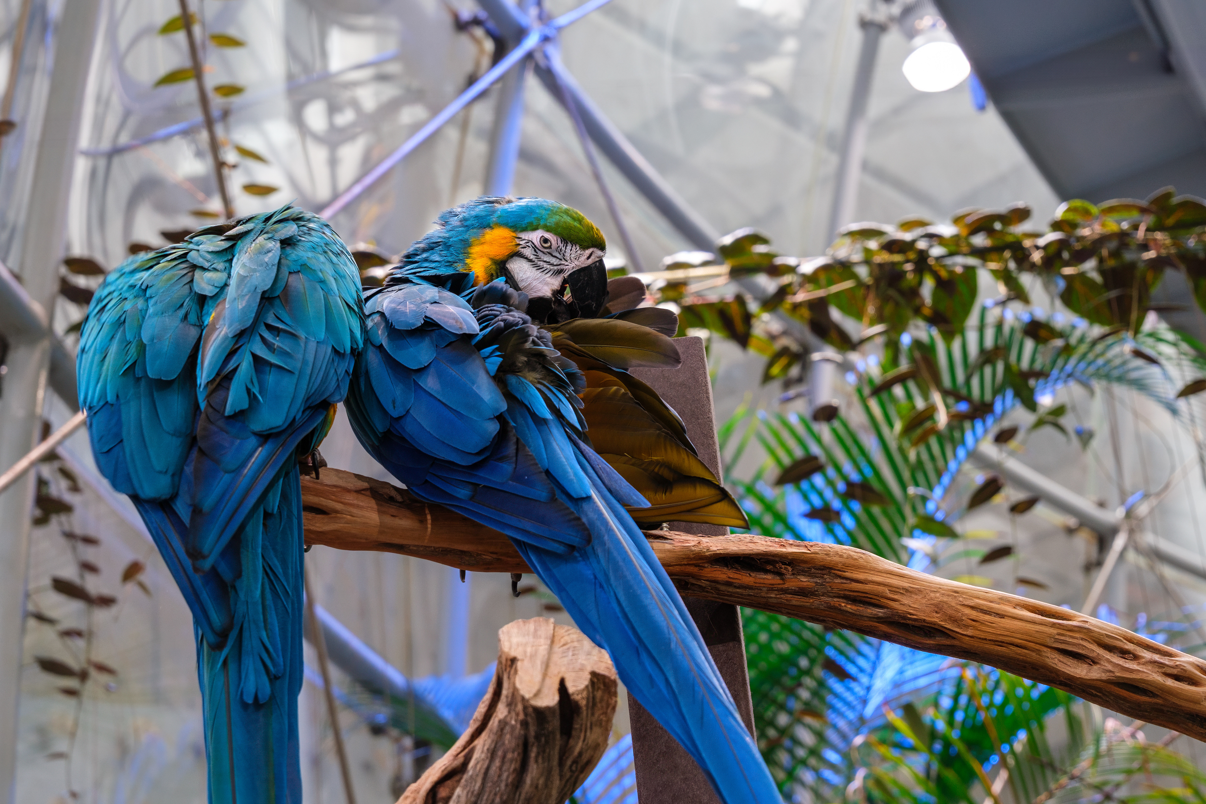 250713-025 Blue-and-yellow Macaw (Ara ararauna)