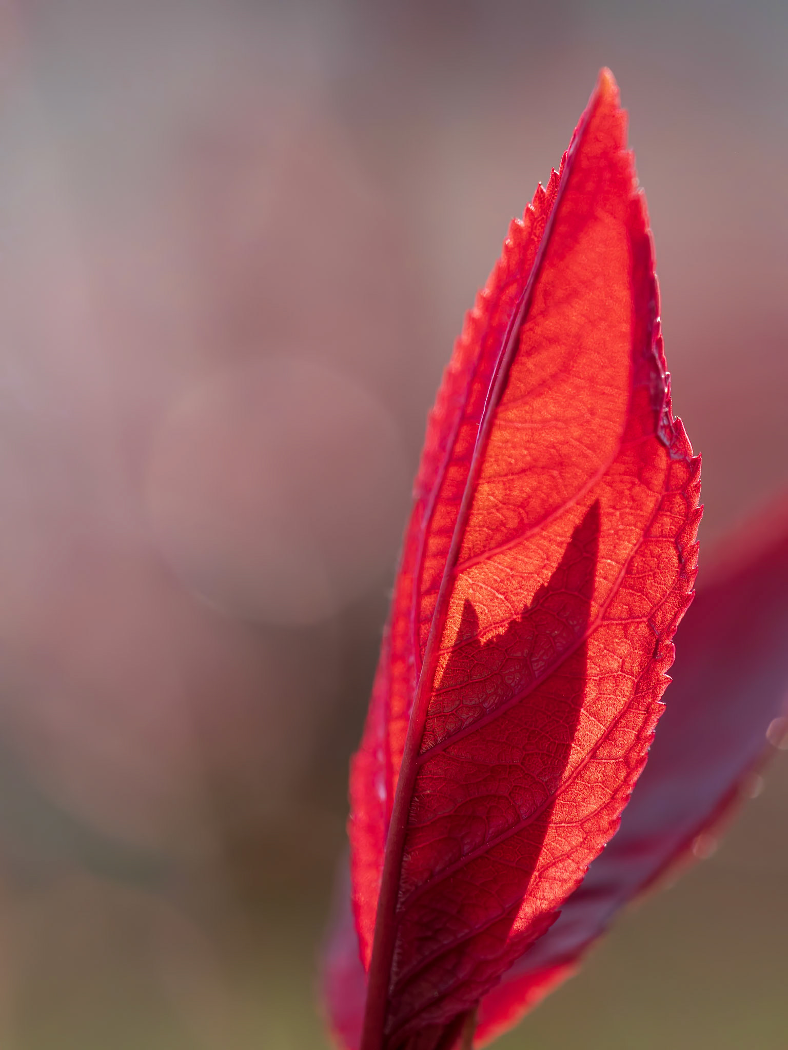 21424053 Setting Sail