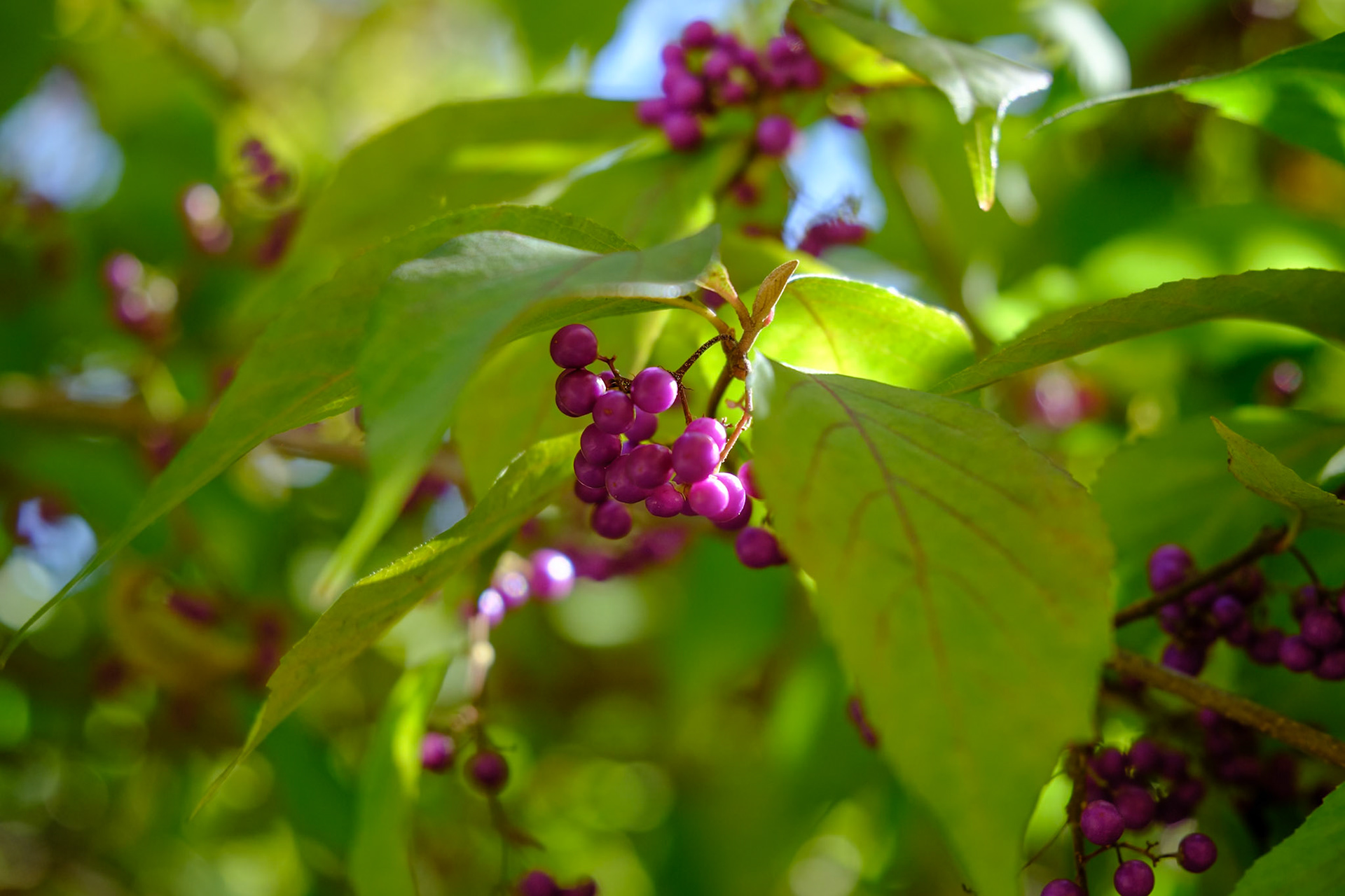 241020-201 Purple Beautyberry (Callicarpa dichotoma)