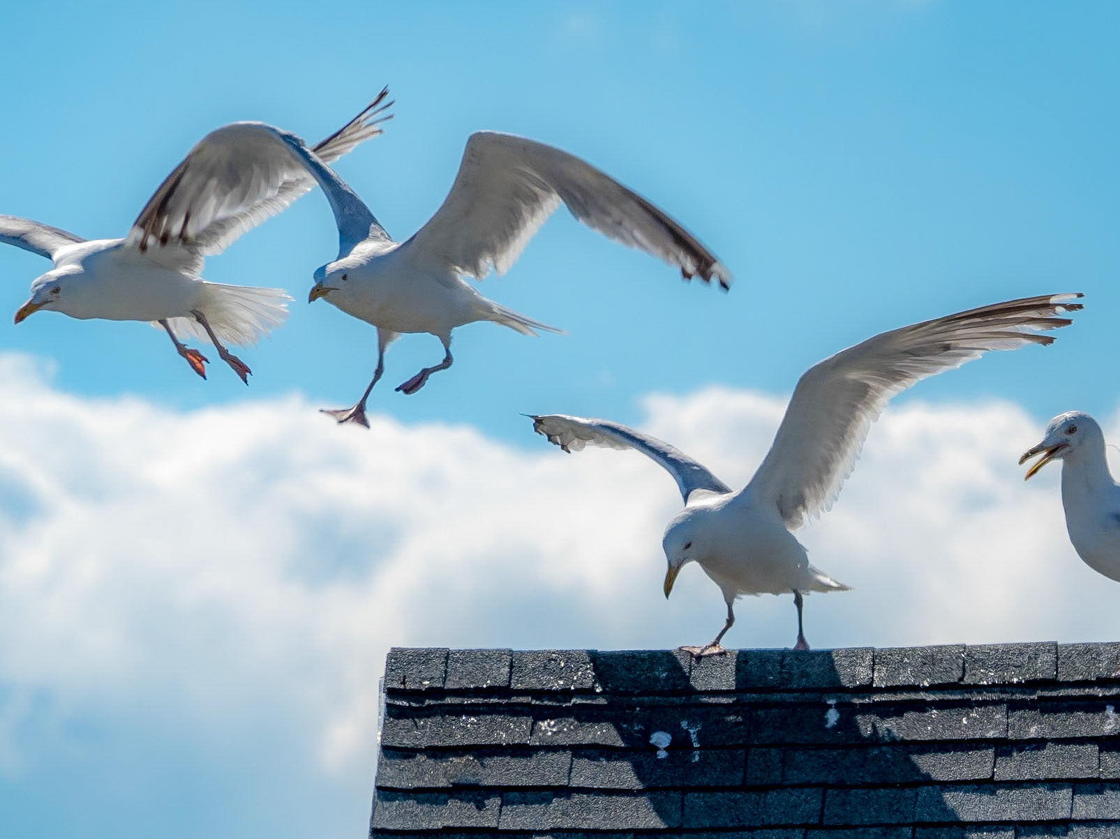 16803249 Formation Takeoff