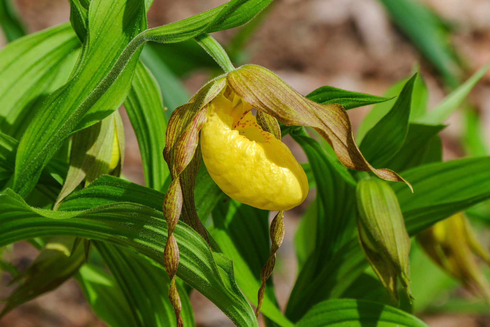250429-841 Yellow Lady's Slipper (Cypripedium parviflorum)
