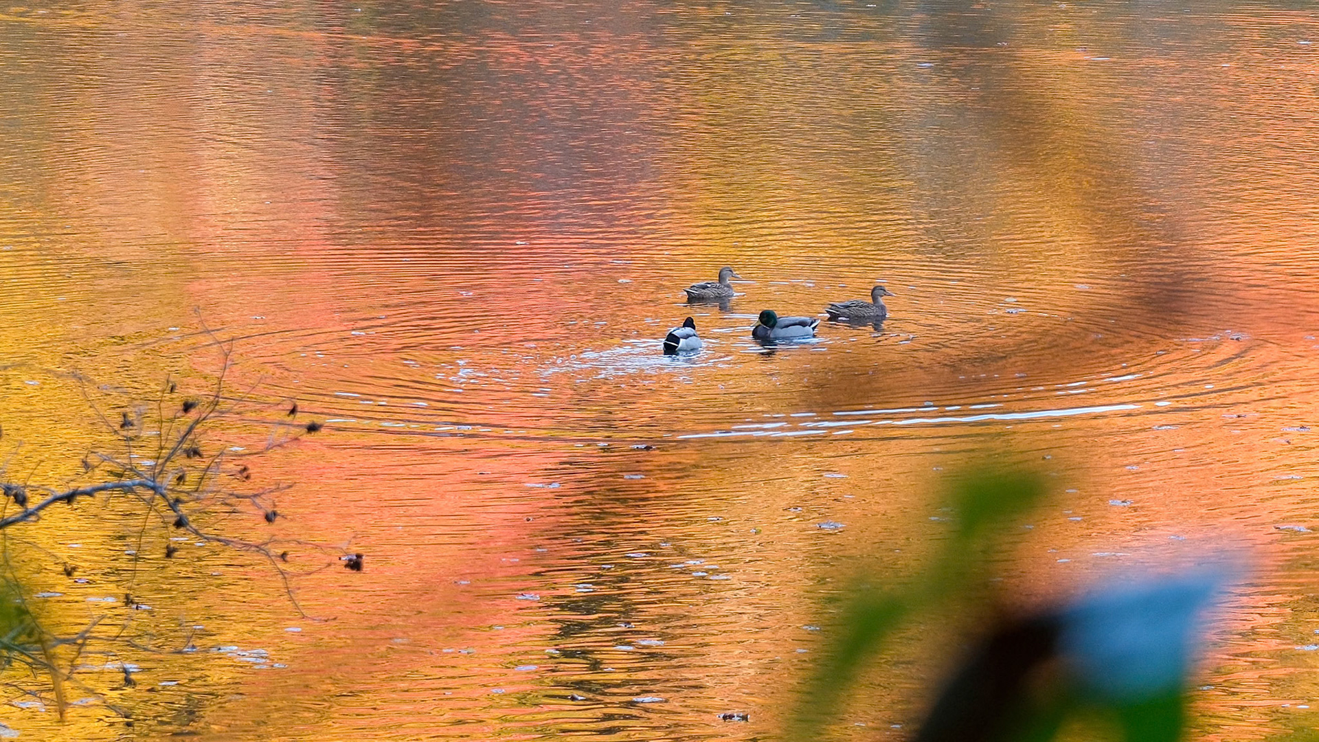 241022-323 Swimmers on Golden Pond