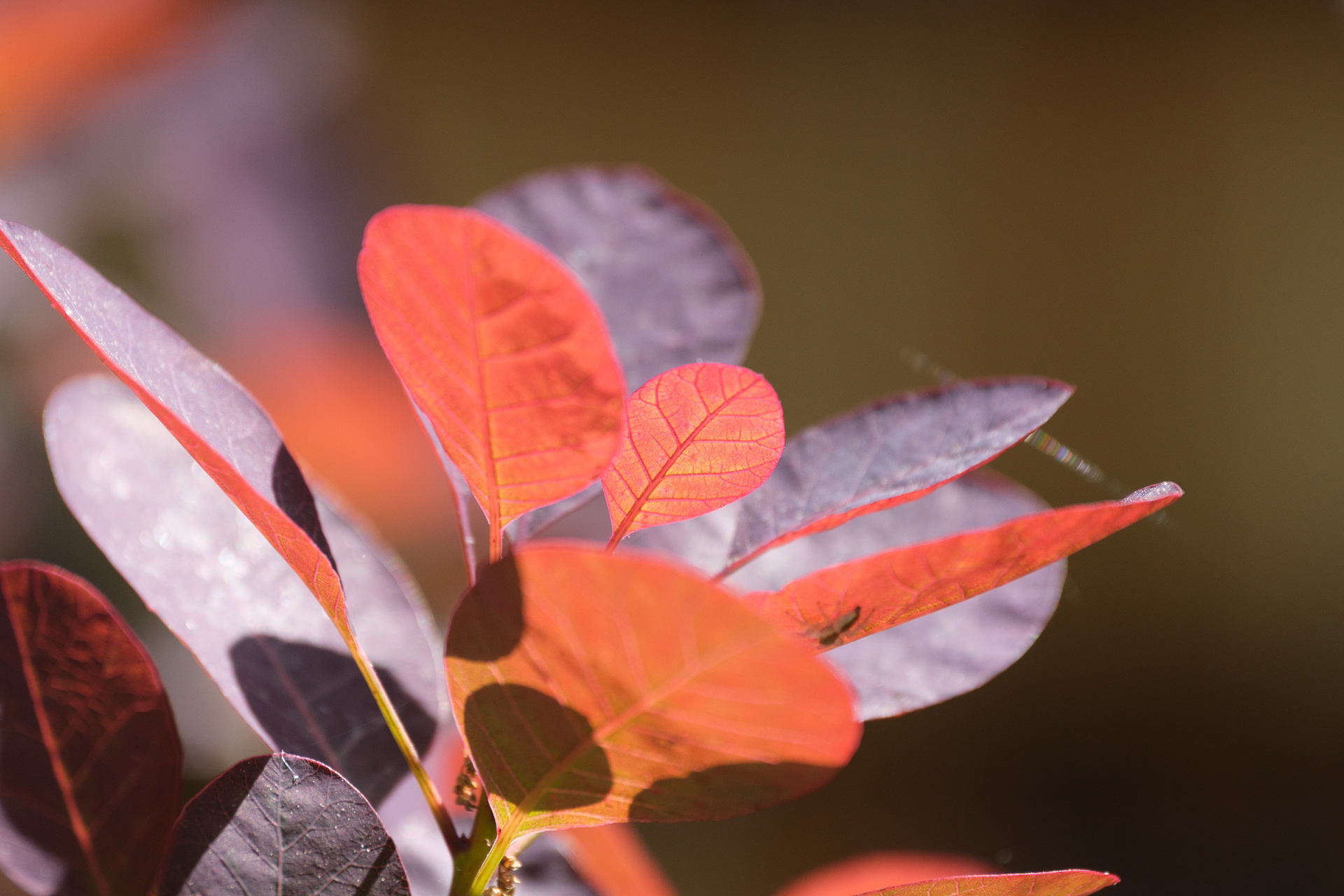 250513-280 Smokebush (Cotinus coggygria)