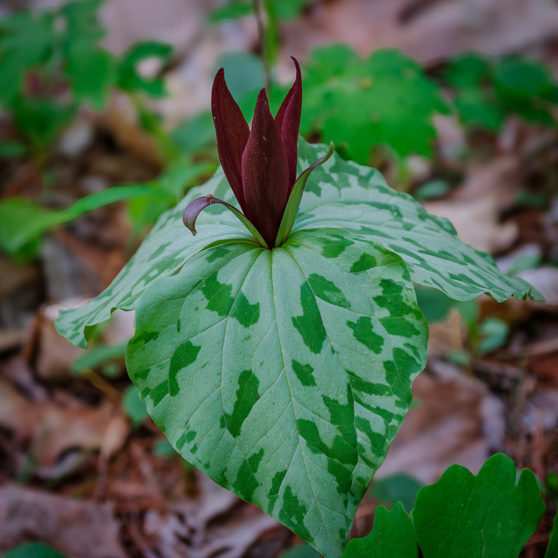 250429-859 Little Sweet Betsy (Trillium cuneatum)