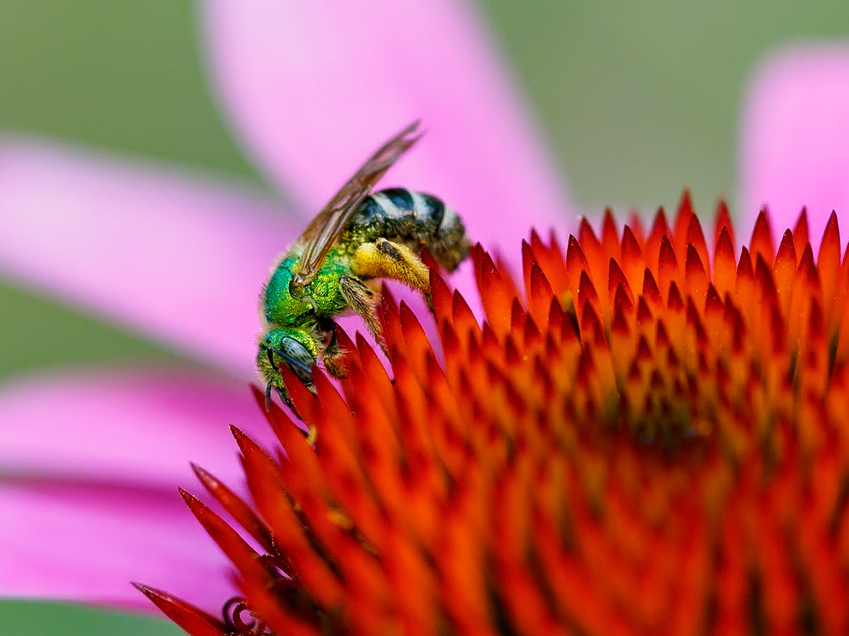 17717004 Martian Bee