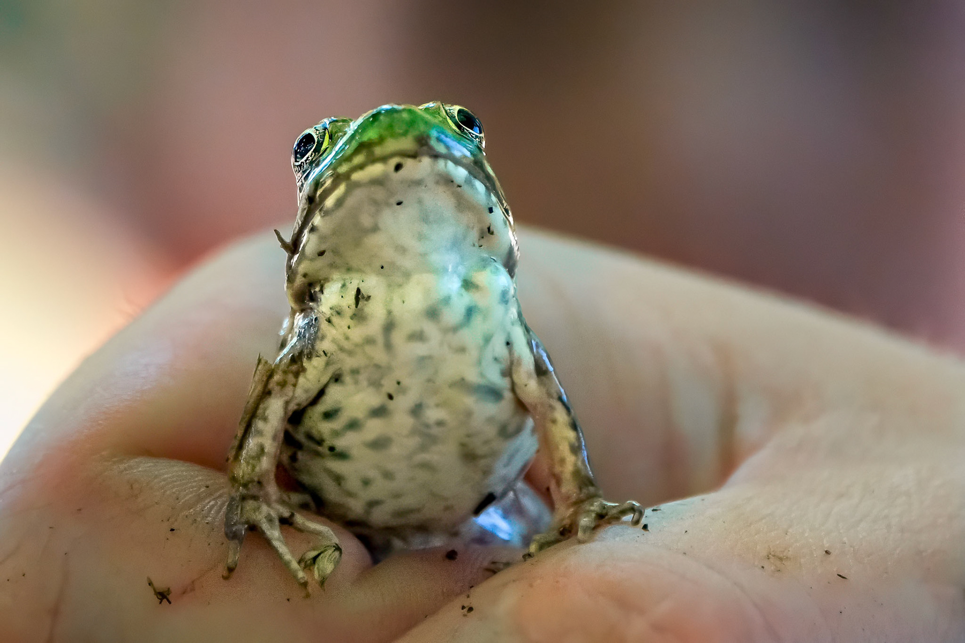 240915-703 Green Frog (Lithobates clamitans)
