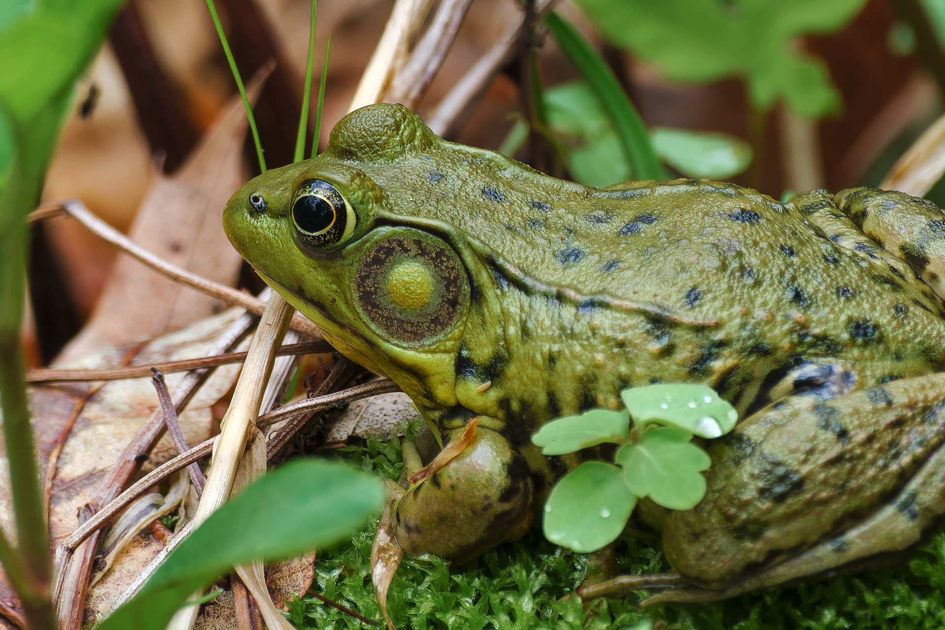 250504-188 Green Frog (Lithobates clamitans)