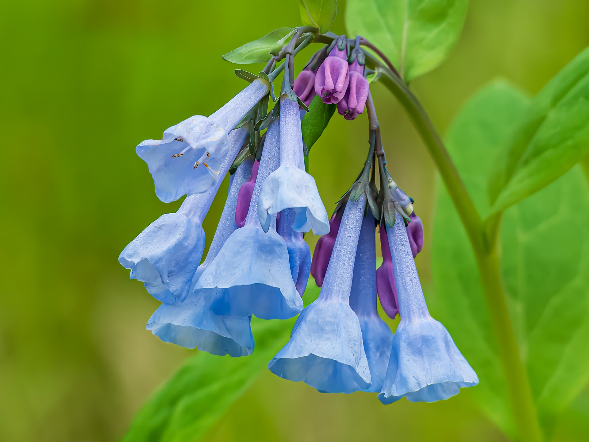 24504-021 Virginia Bluebells