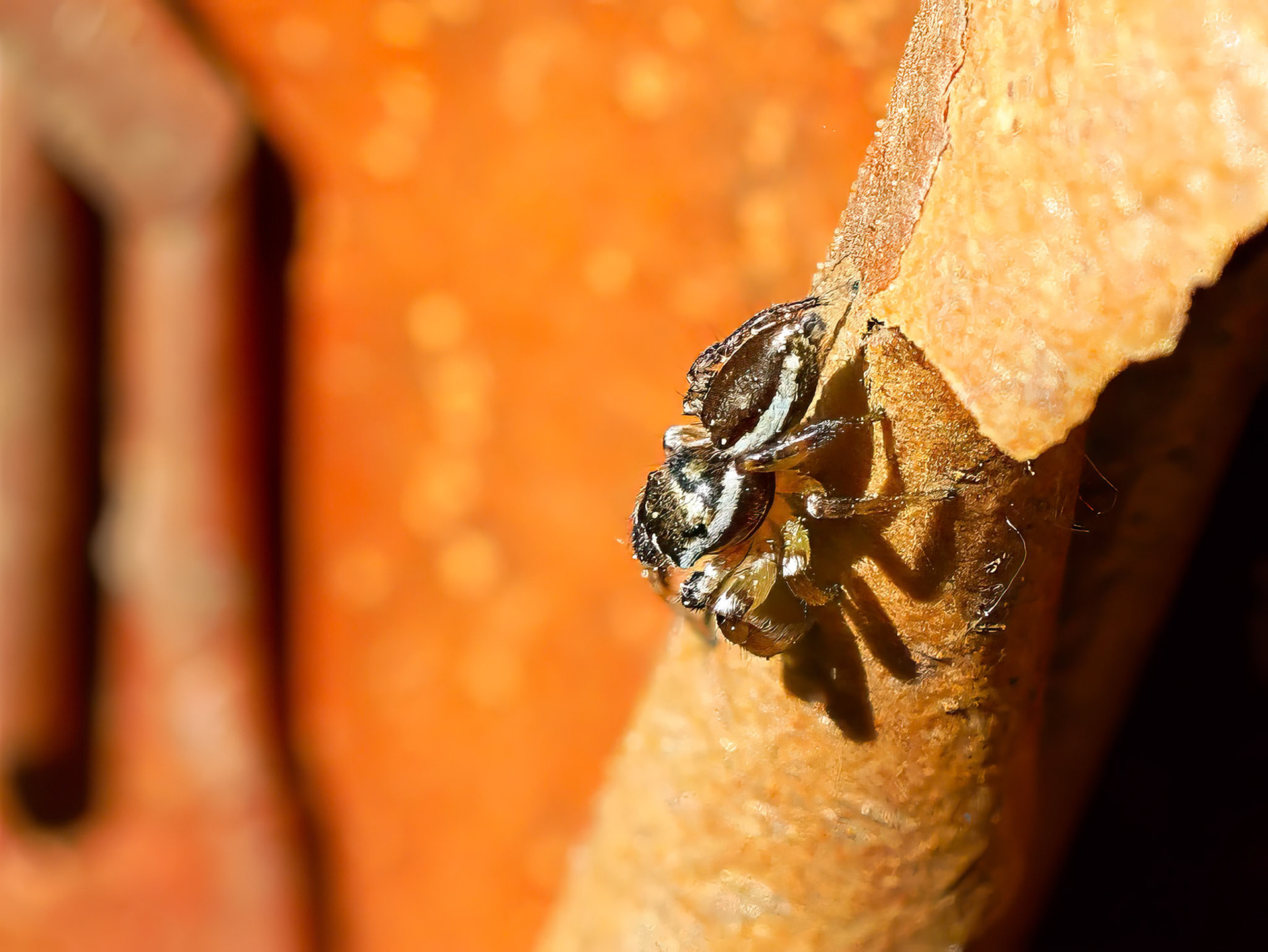 15529055 Paperbark Maple Bug