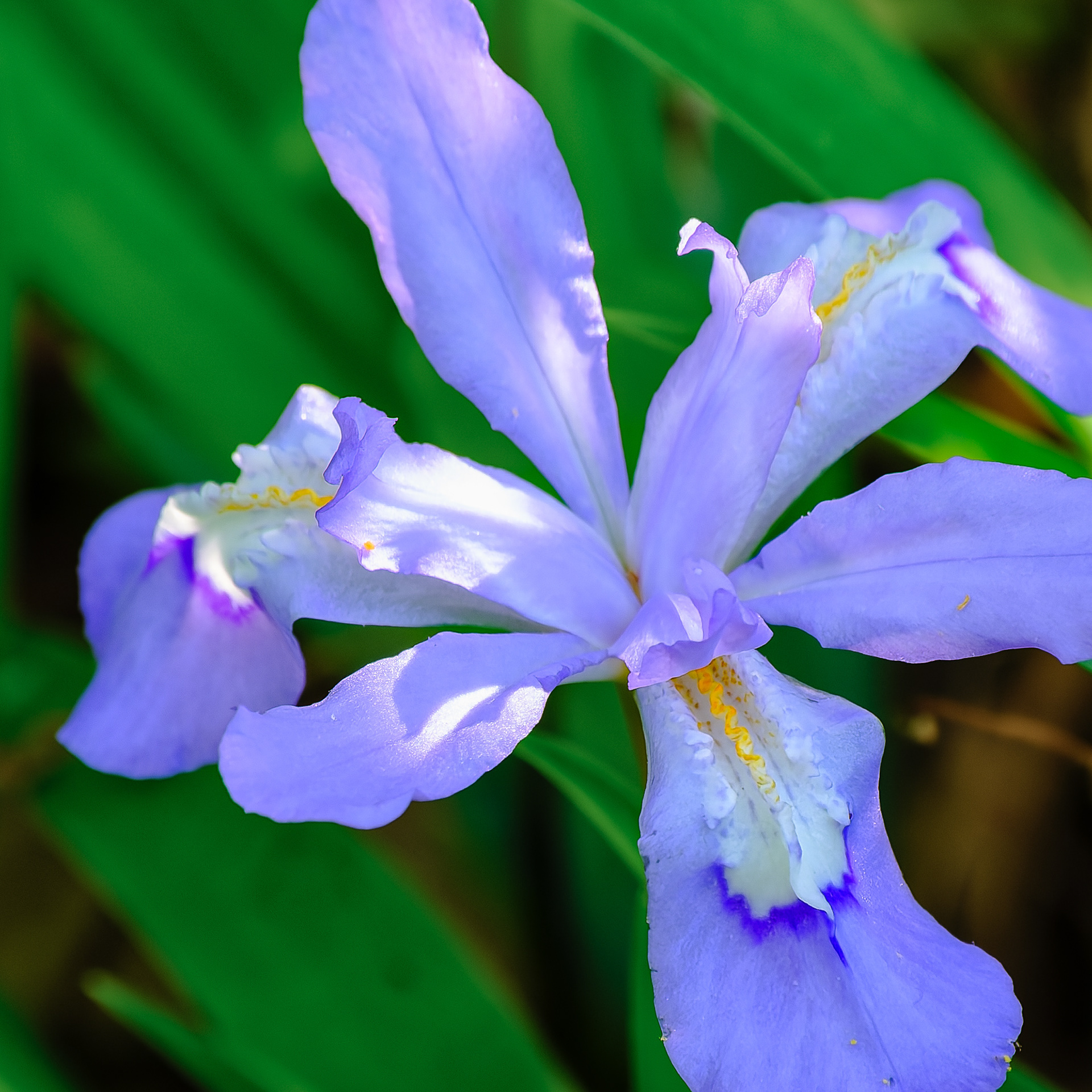 250513-374 Crested Iris (Iris cristata)