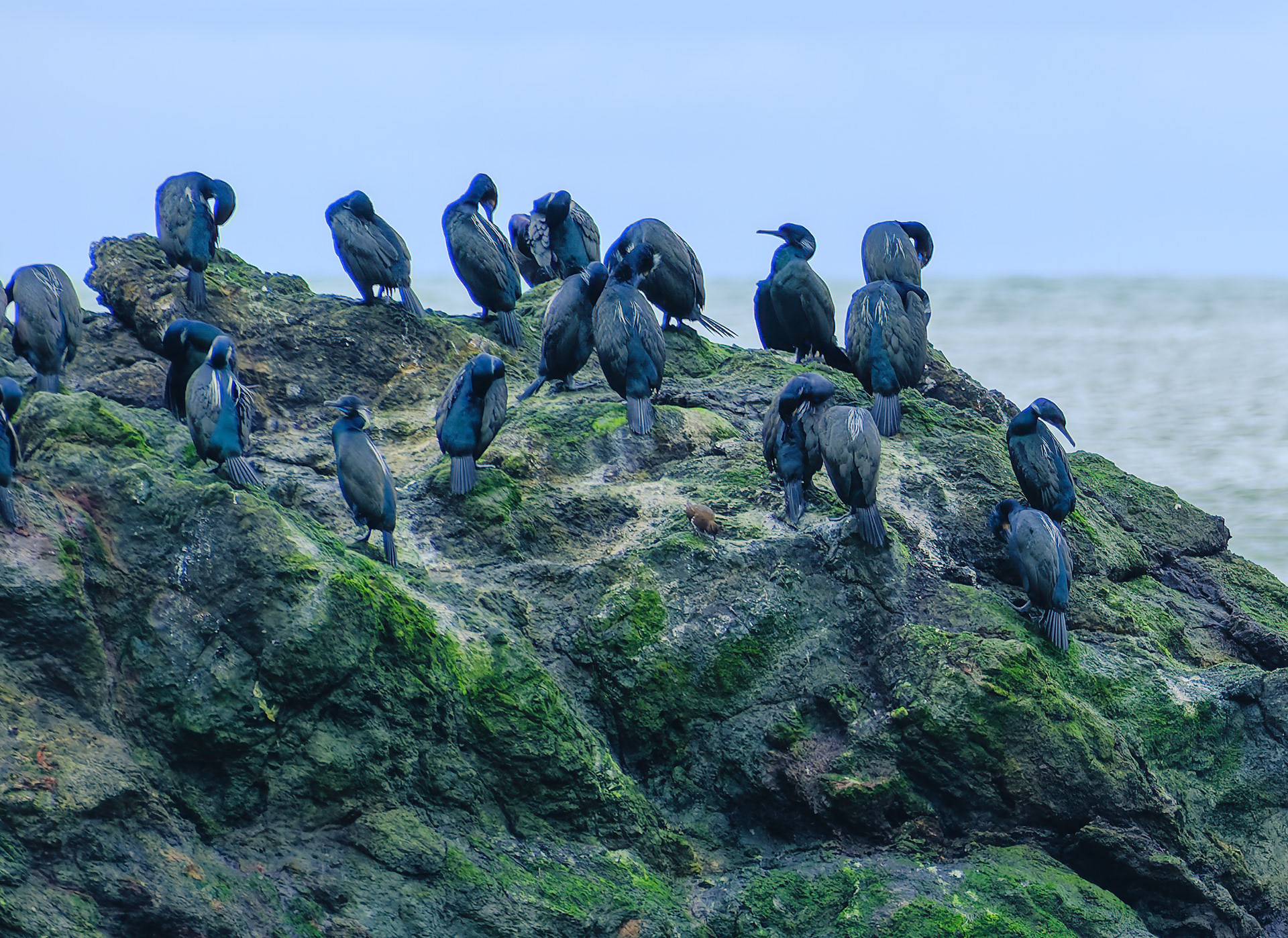 260214-653z Cormorants on Green View 2