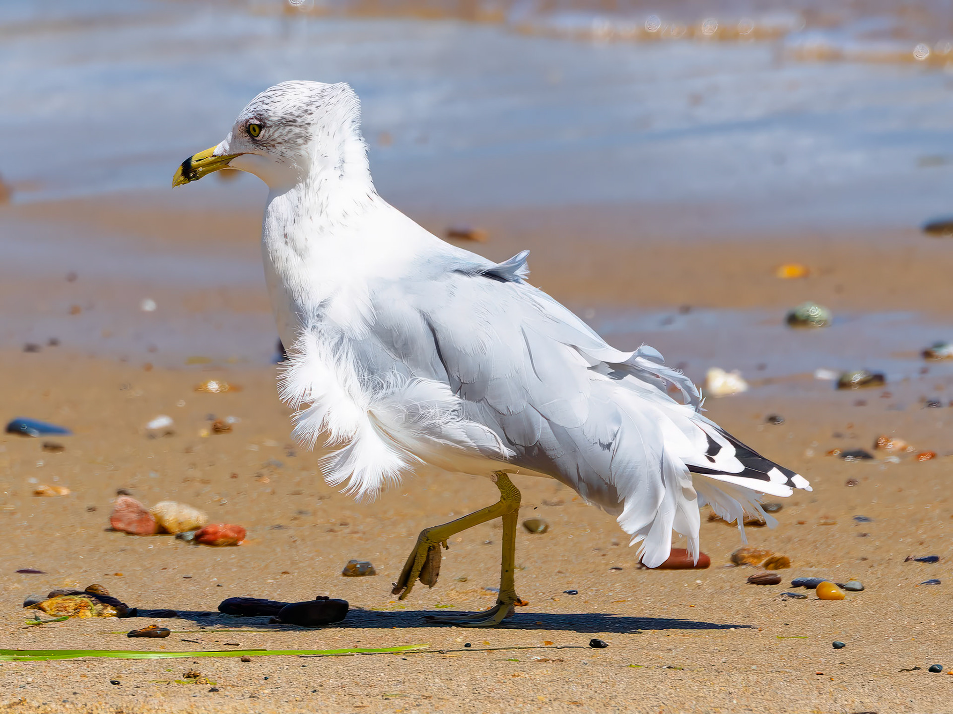 18905121 Feathermania