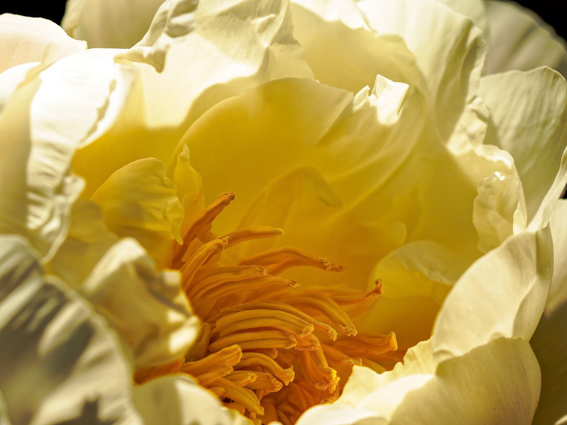 15530079 Blowin' in the Wind