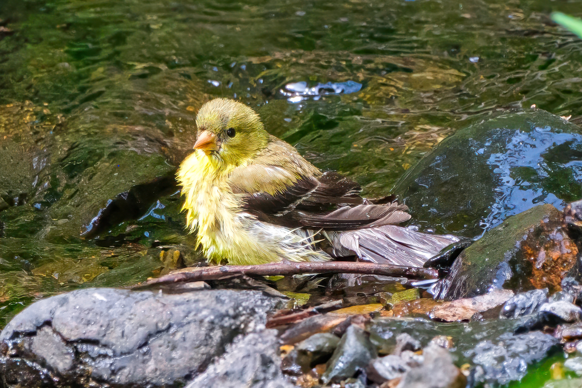 250814-631 American Goldfinch (Spinus tristis)
