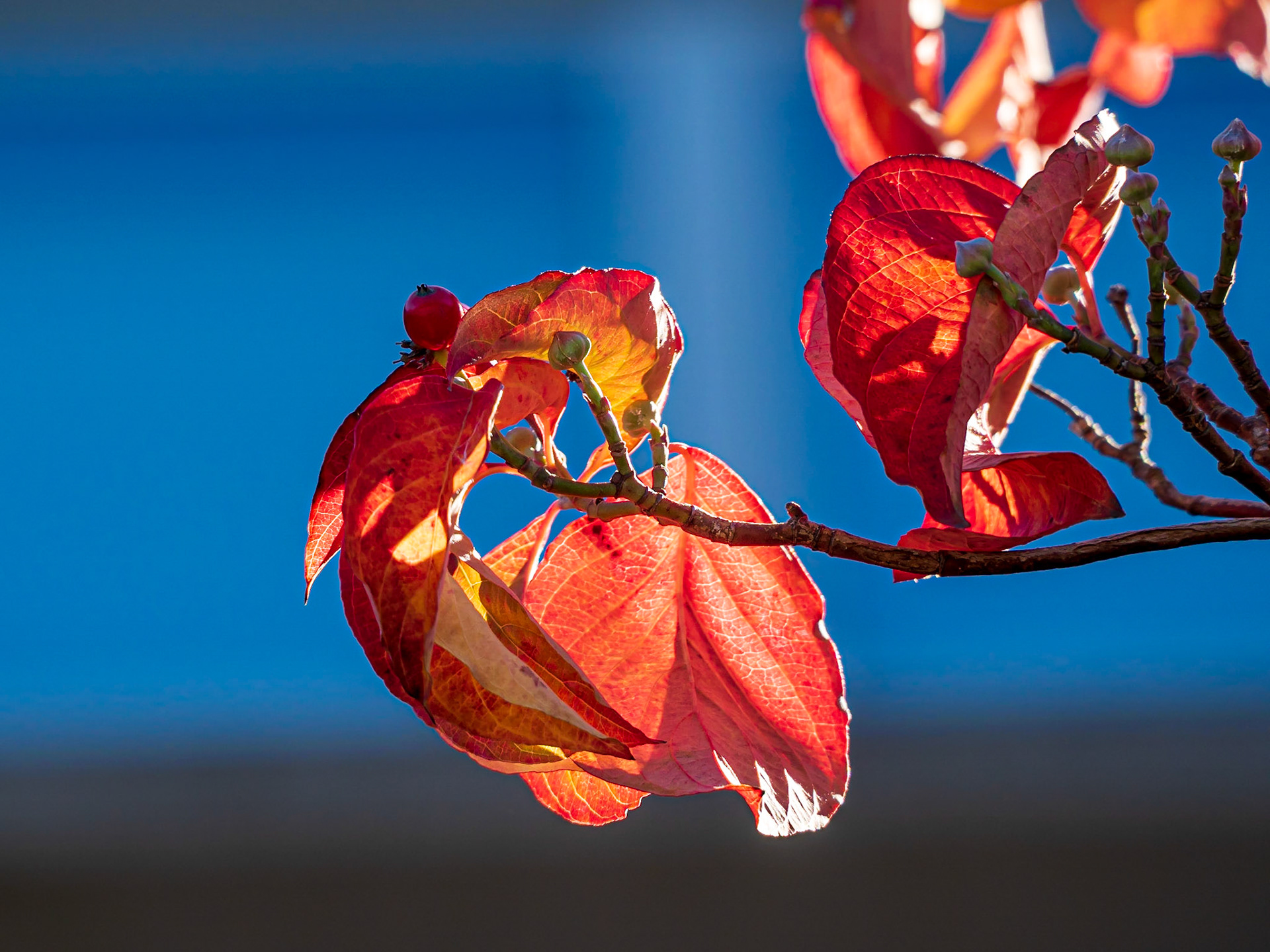 21A24096 Bursting on to the Scene